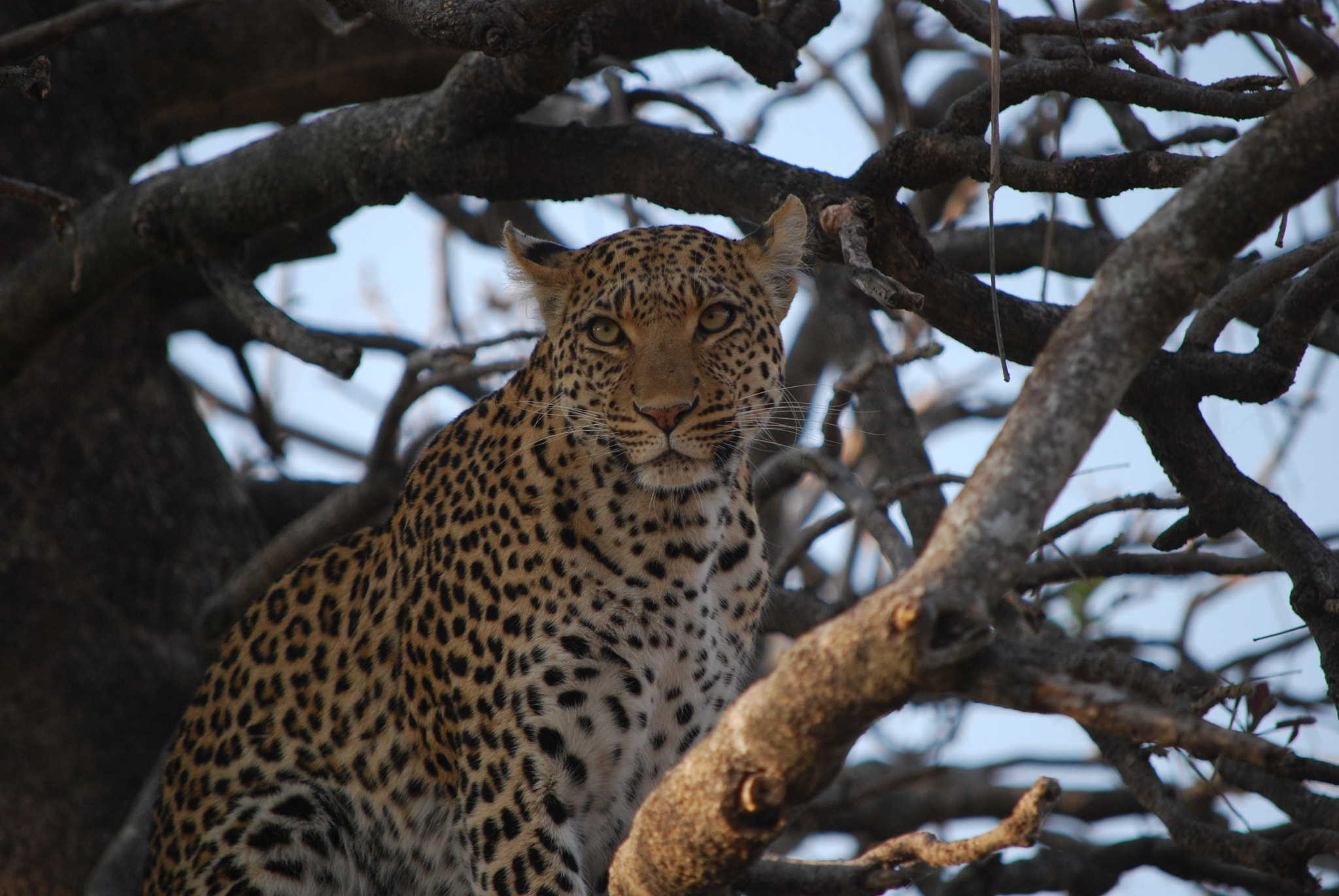 Nikon D60 sample photo. Botswana - okavango photography