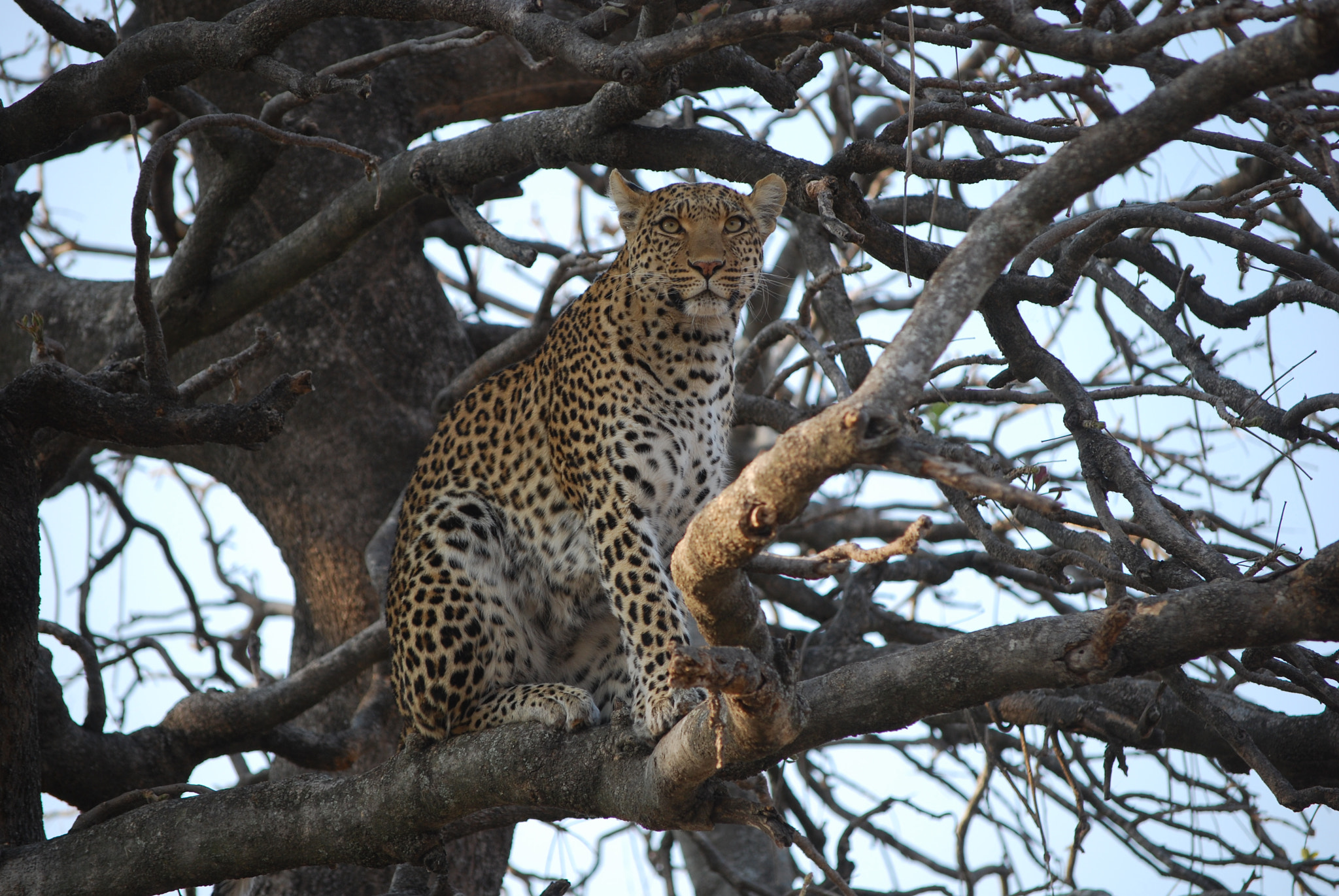 Nikon D60 sample photo. Botswana - okavango photography