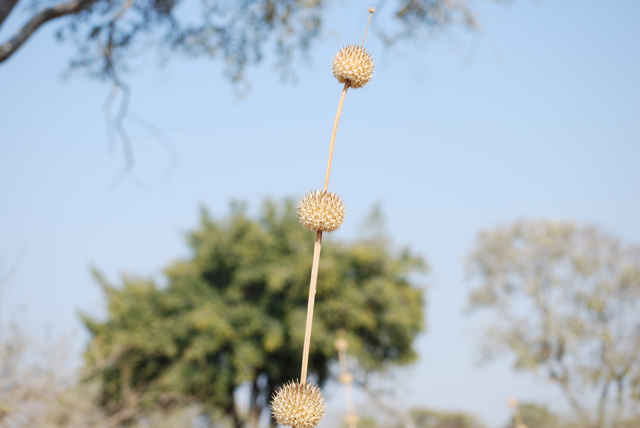 Nikon D60 sample photo. Botswana - okavango photography