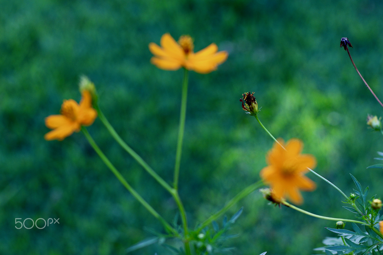 Canon EF 50mm F1.4 USM sample photo. Seeds & flowers photography