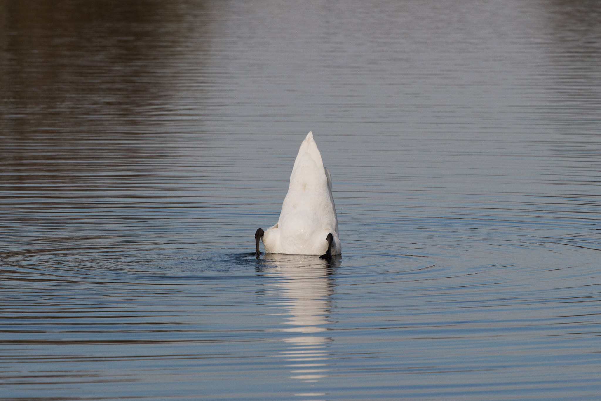 Canon EOS 100D (EOS Rebel SL1 / EOS Kiss X7) + Canon EF 70-200mm F4L USM sample photo. Iceberg right ahead! photography