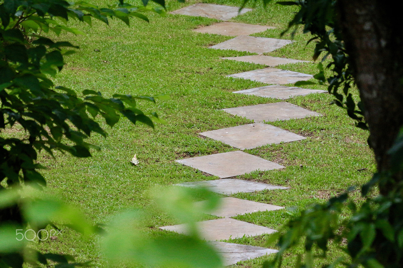 Canon EF 70-300mm F4-5.6 IS USM sample photo. The green path photography