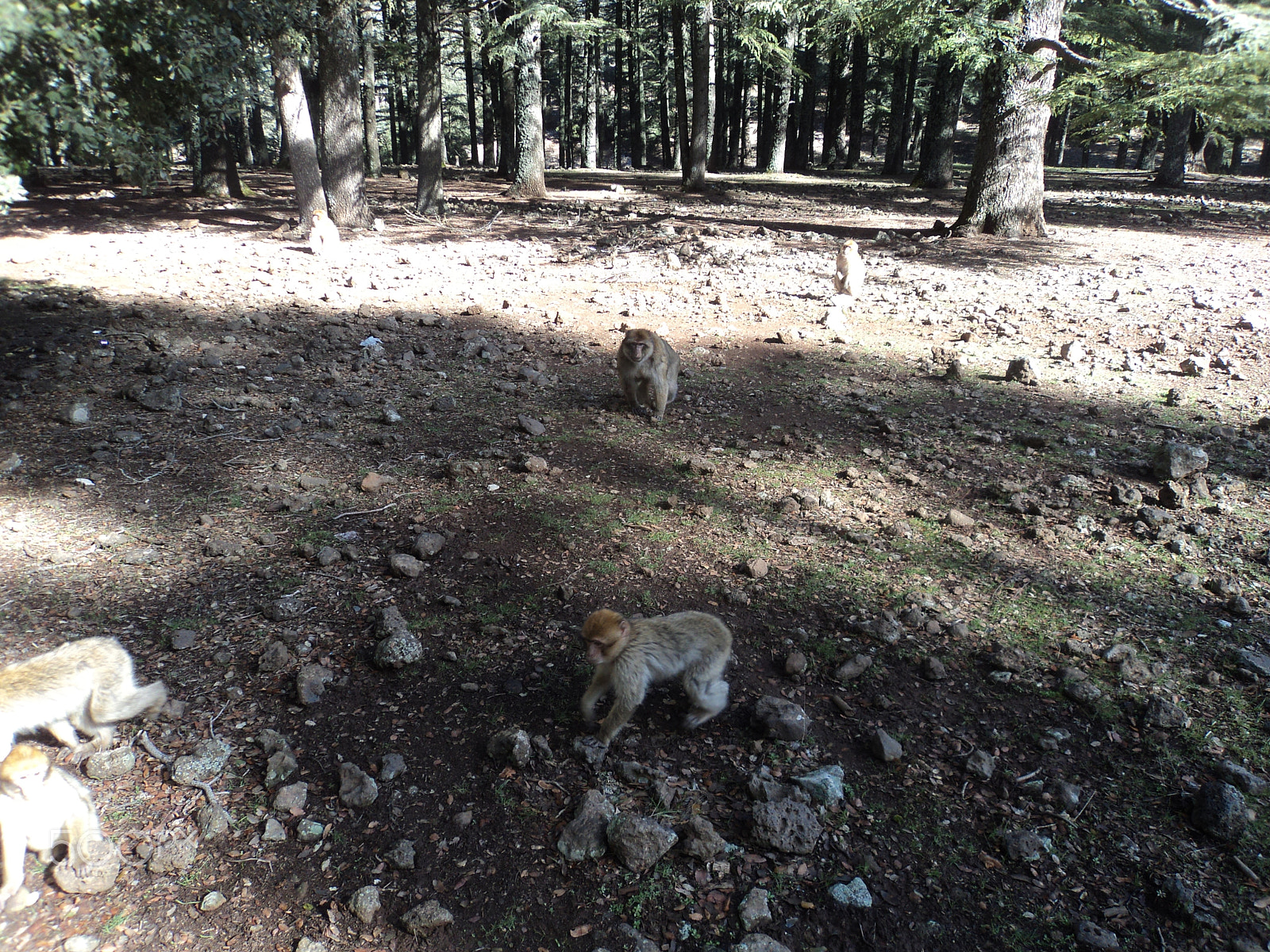 Sony Cyber-shot DSC-W310 sample photo. Ifrane photography