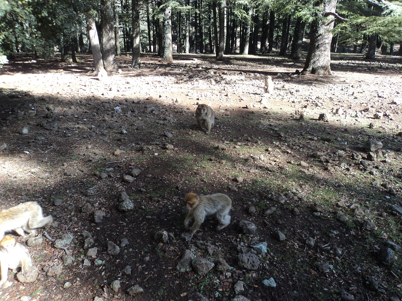 Sony Cyber-shot DSC-W310 sample photo. Ifrane photography