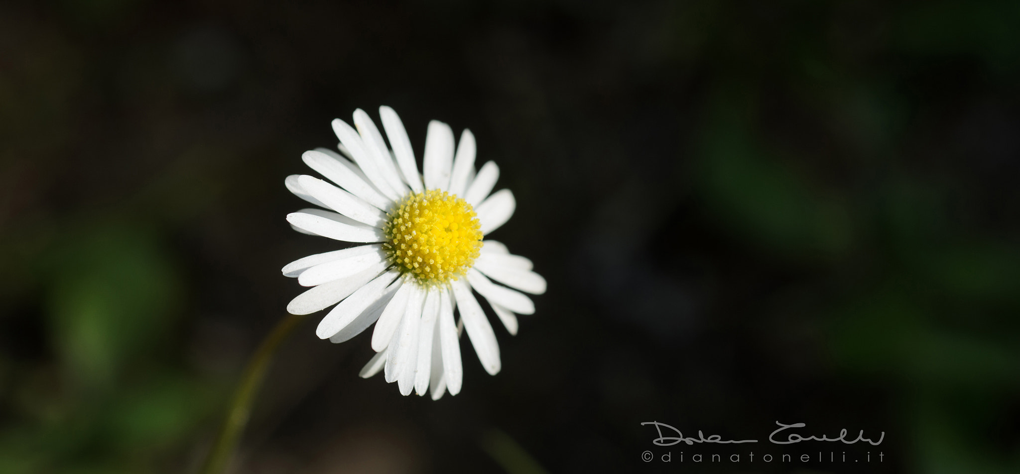 Nikon D7000 sample photo. Flower photography