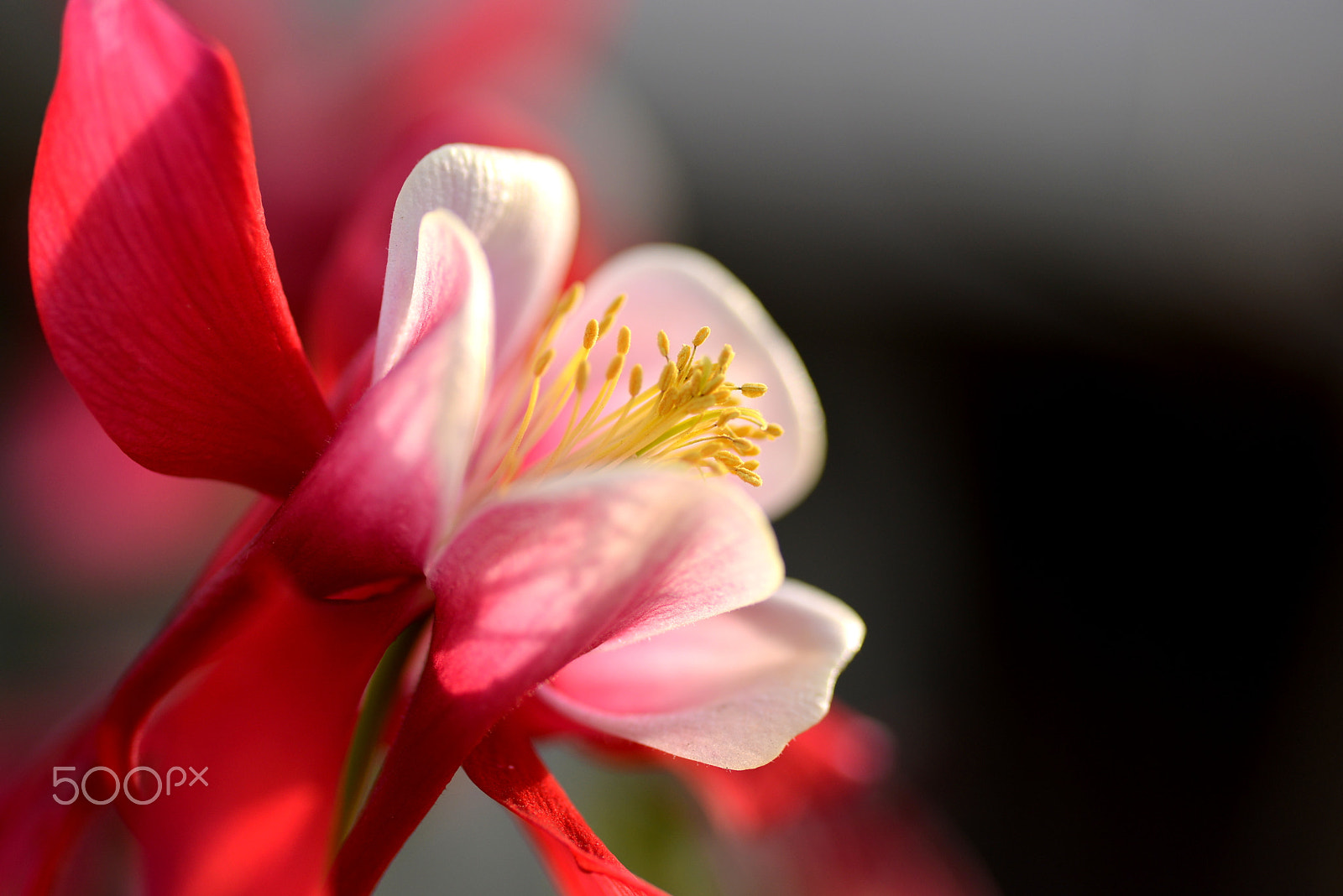 Nikon D600 sample photo. Red columbine photography