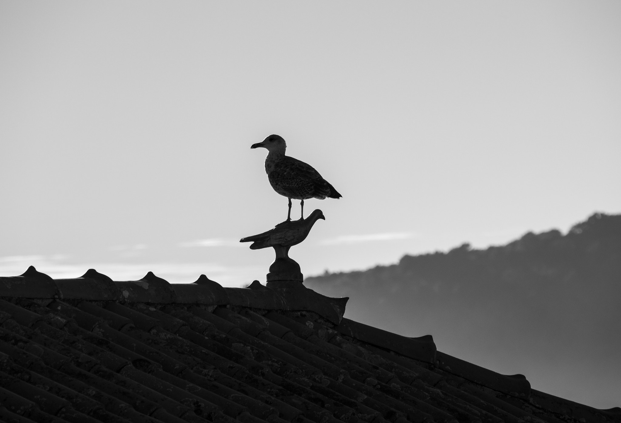 Canon EOS 600D (Rebel EOS T3i / EOS Kiss X5) + Canon TS-E 90mm F2.8 Tilt-Shift sample photo. Bird photography