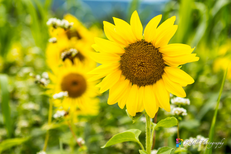 Canon EOS 60D + Canon EF 24-70mm F2.8L USM sample photo. This is a photo of a sunflower field i found in wellsboro pa. photography