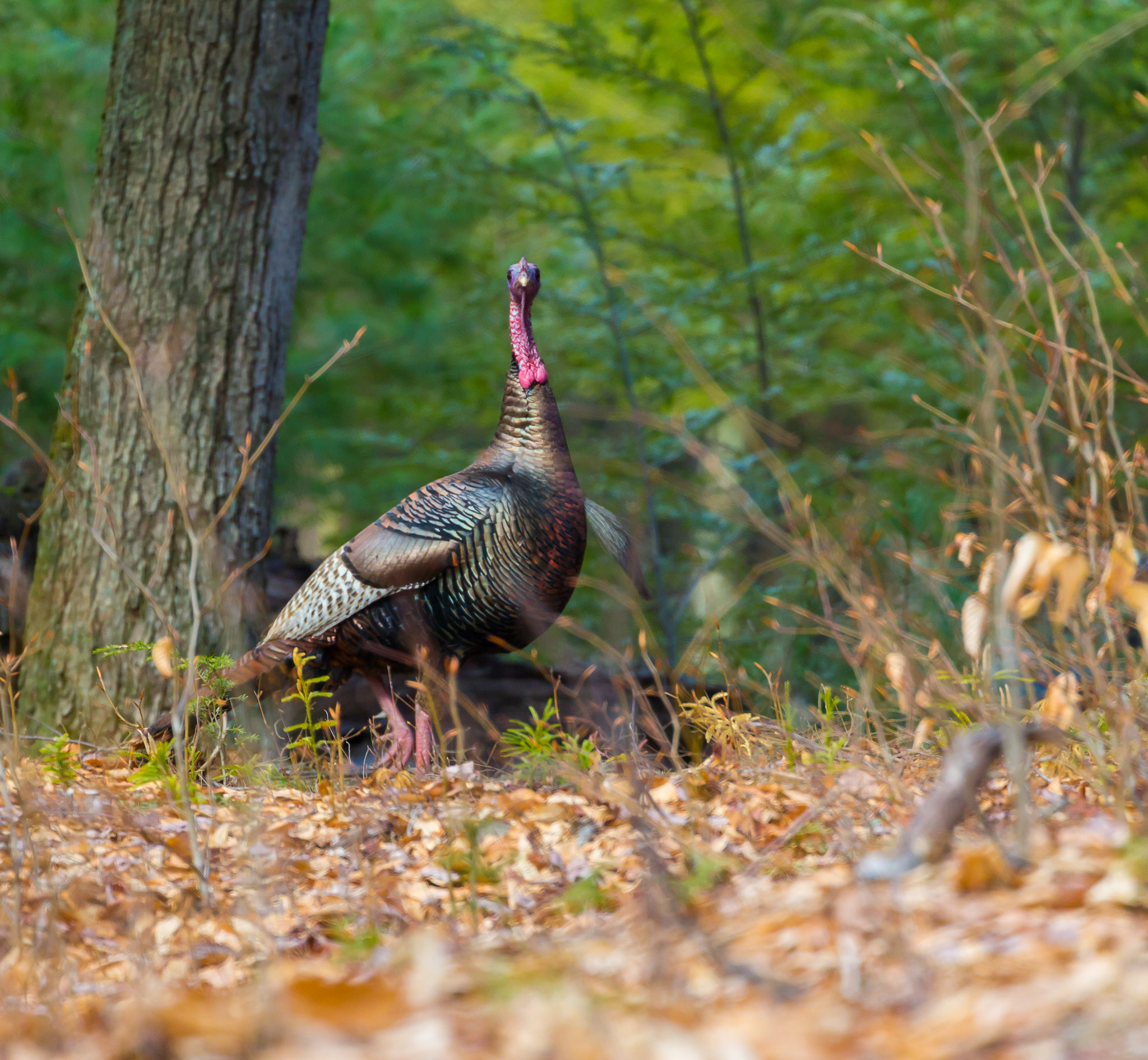 Canon EF 70-300mm F4-5.6L IS USM sample photo. Turkey on alert photography