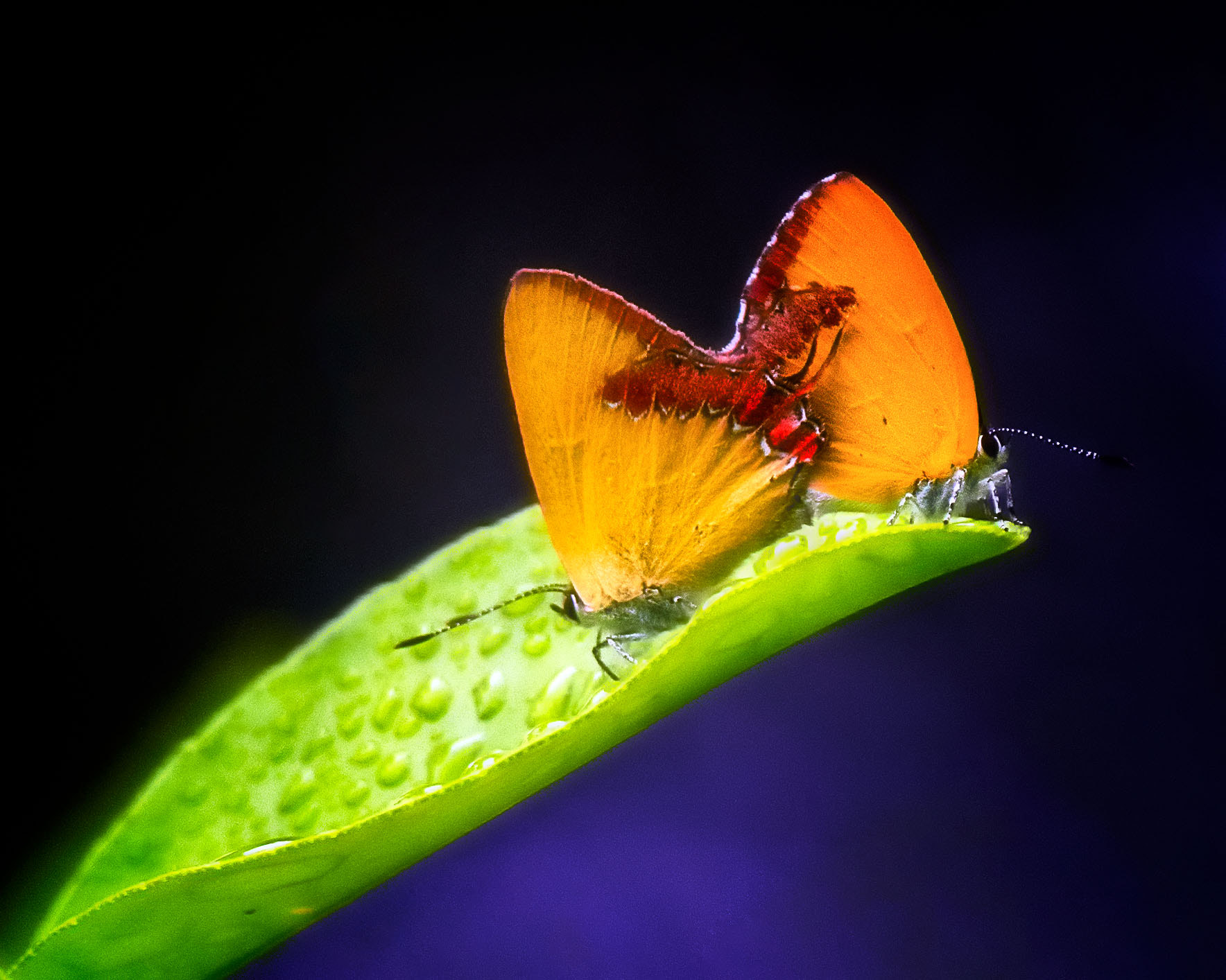 Nikon D500 sample photo. Butterfly lovers photography