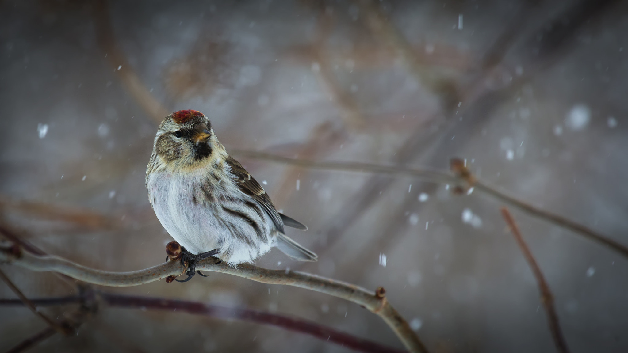 Canon EOS-1D X + Canon EF 100-400mm F4.5-5.6L IS USM sample photo. Common redpoll photography