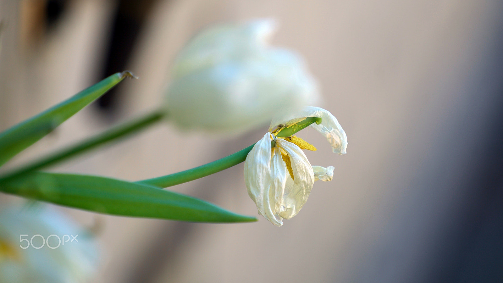 Sony a7S II + Sony FE 70-200mm F4 G OSS sample photo. Collateral damage photography