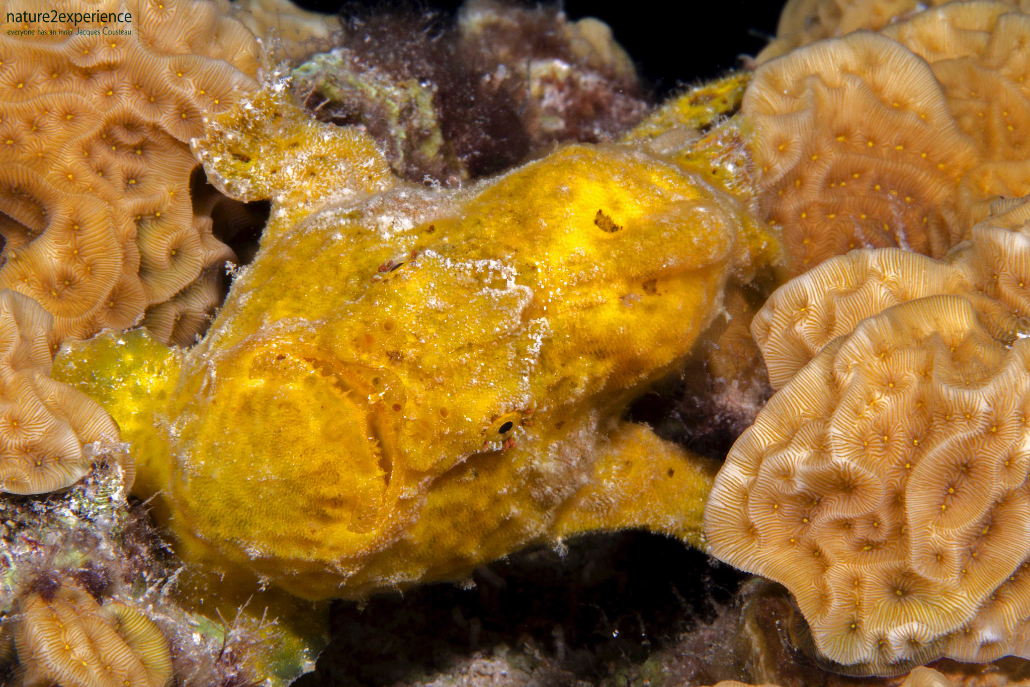 Olympus PEN E-PL5 sample photo. Frogfish photography