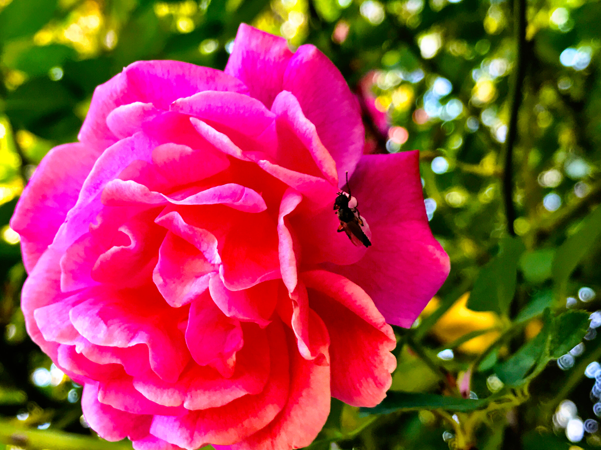 Apple iPhone9,4 sample photo. Bug in a rose macro photography