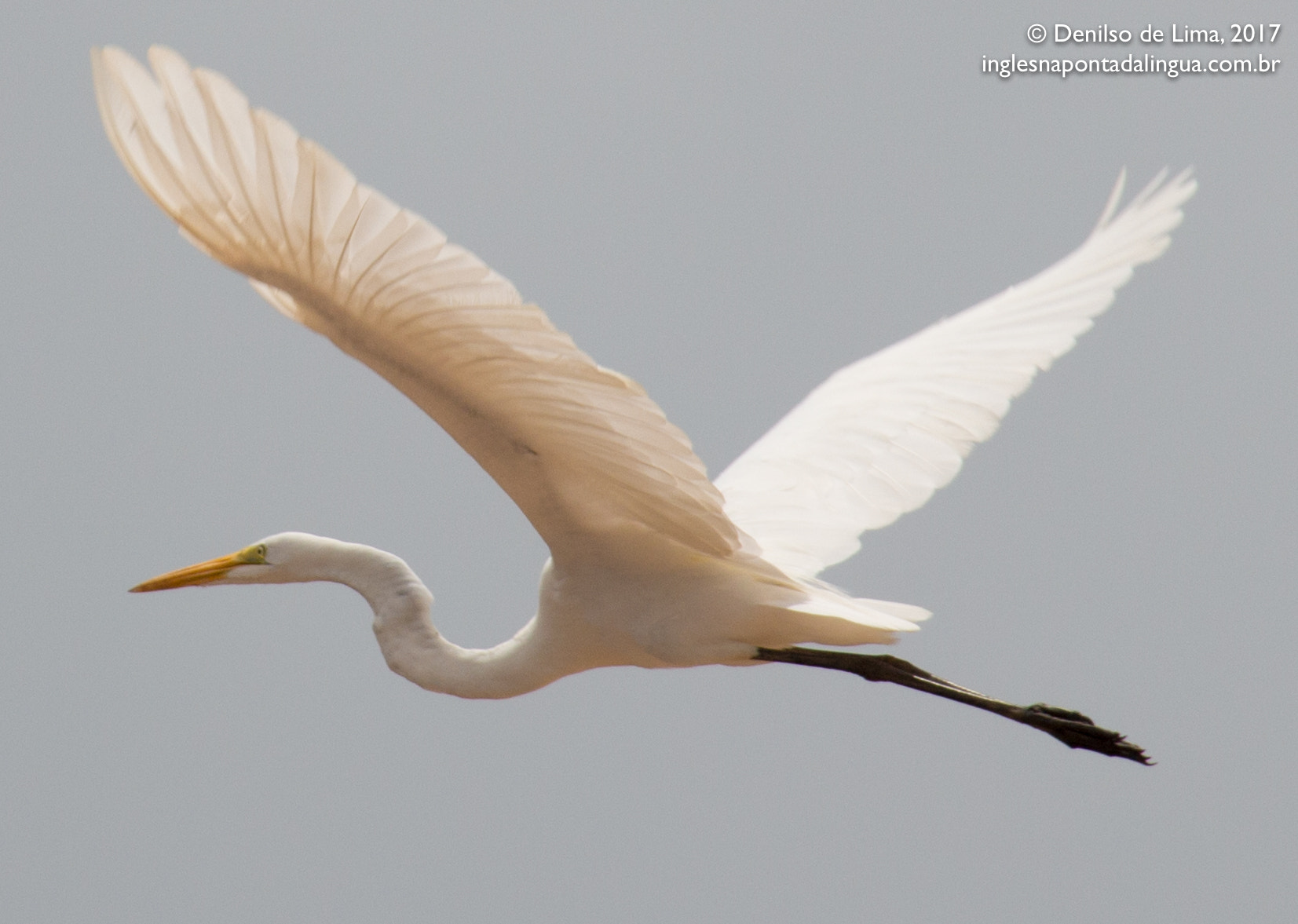 Canon EF-S 18-135mm F3.5-5.6 IS sample photo. Garça branca » great egret photography
