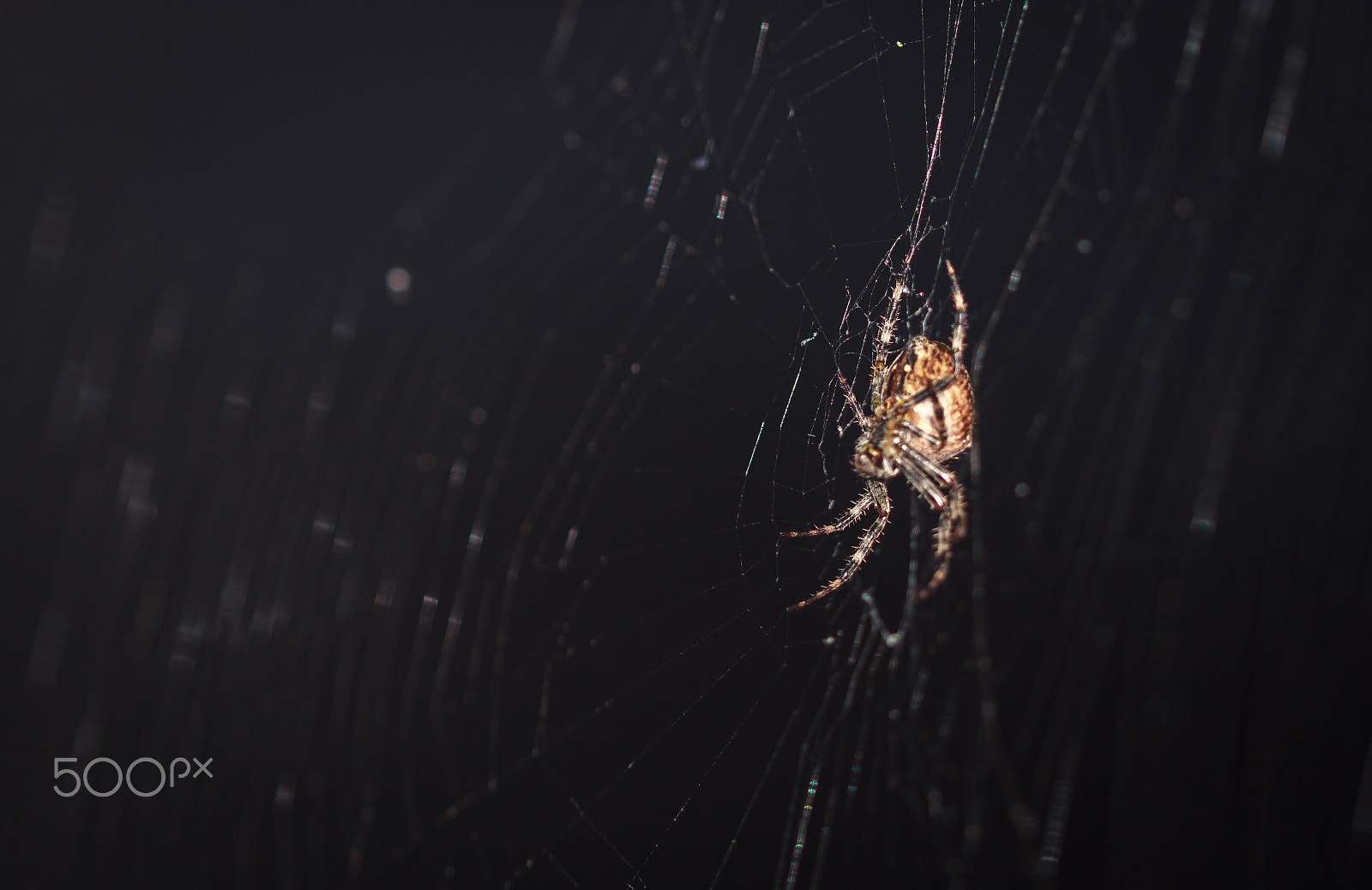 Canon EF 100mm F2.8 Macro USM sample photo. A web connection photography