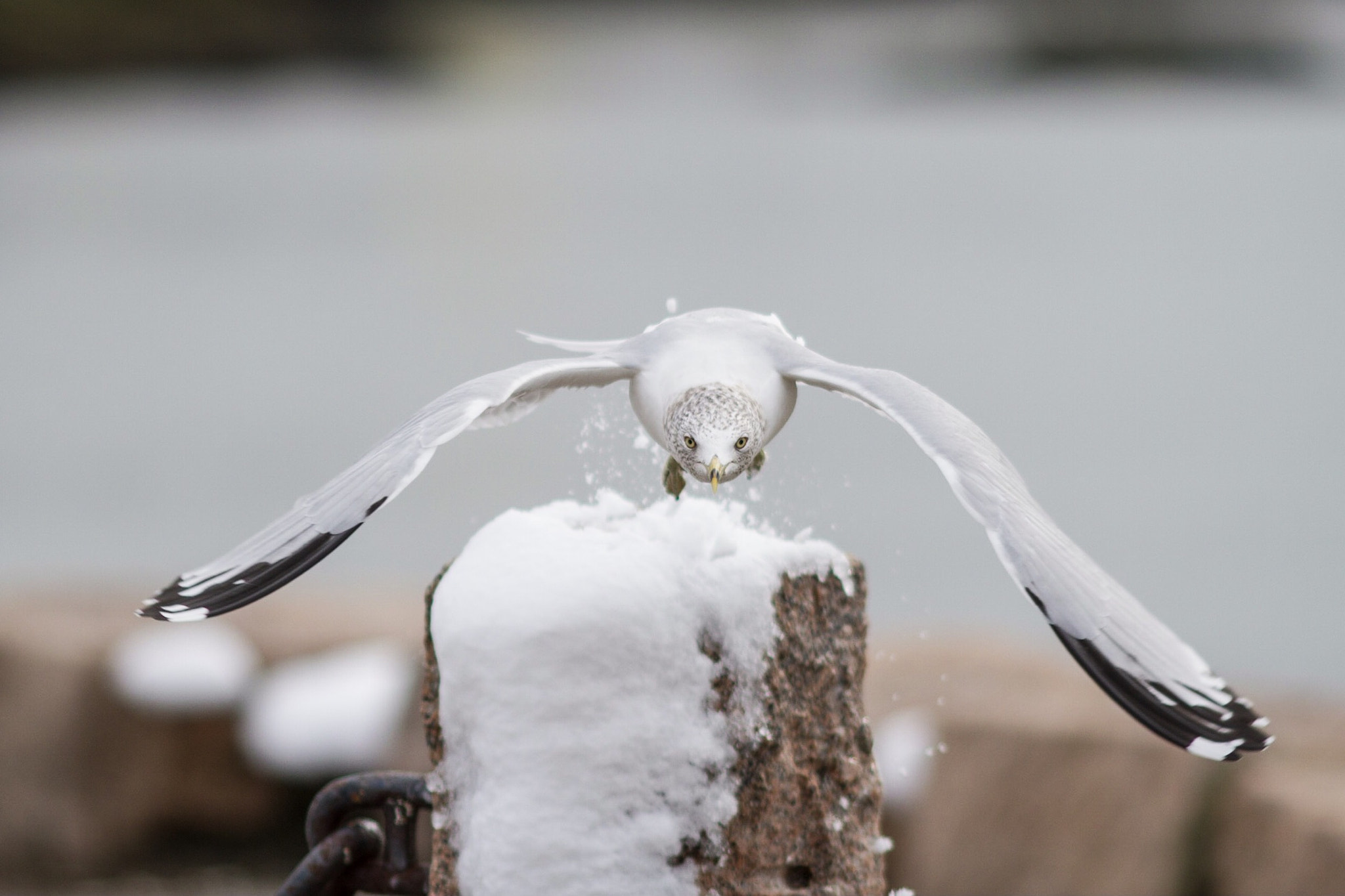 Canon EOS 7D + Canon EF 200mm f/2.8L sample photo. Takeoff photography