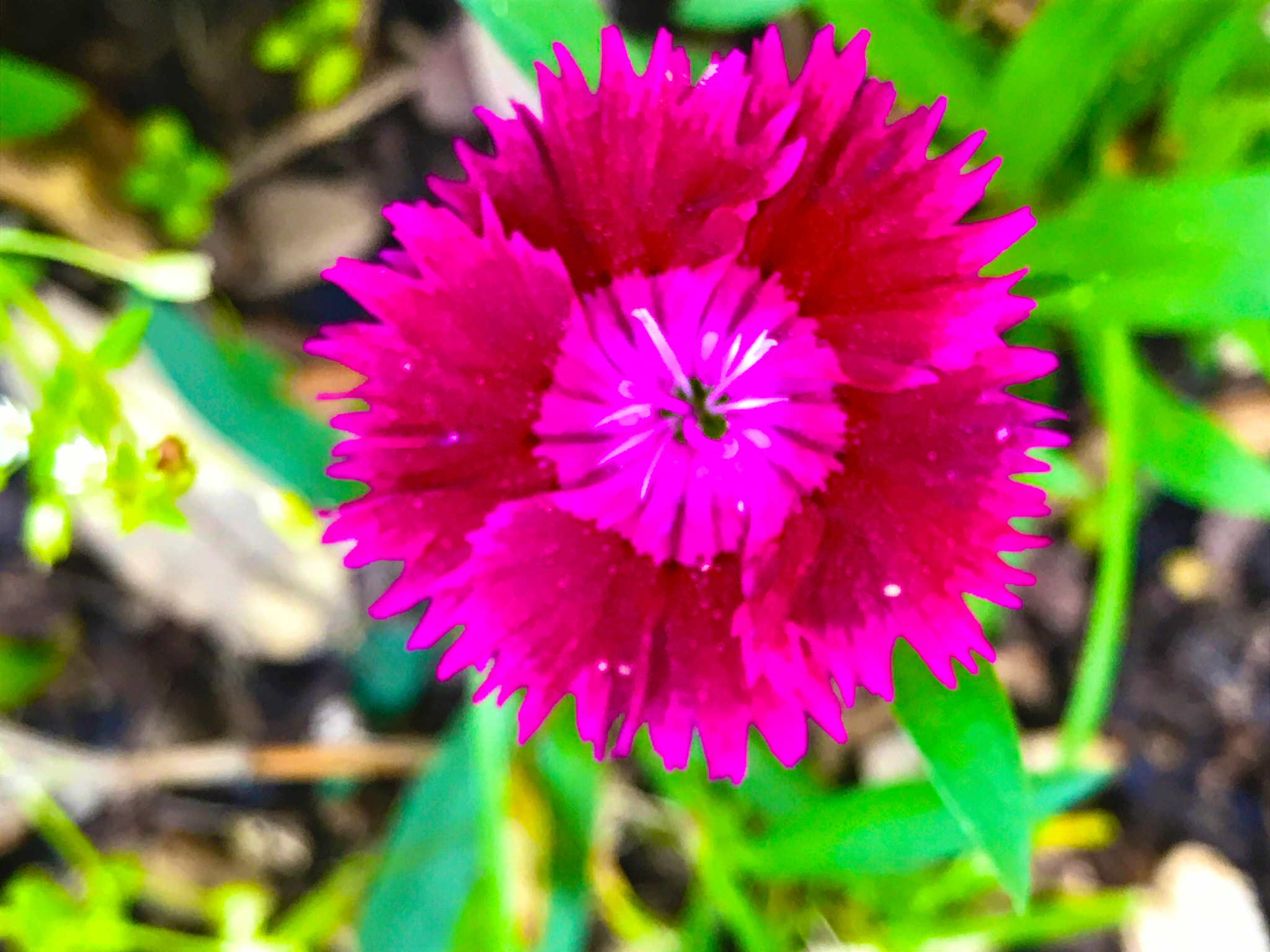 Apple iPhone9,4 sample photo. Dianthus flower close-up photography