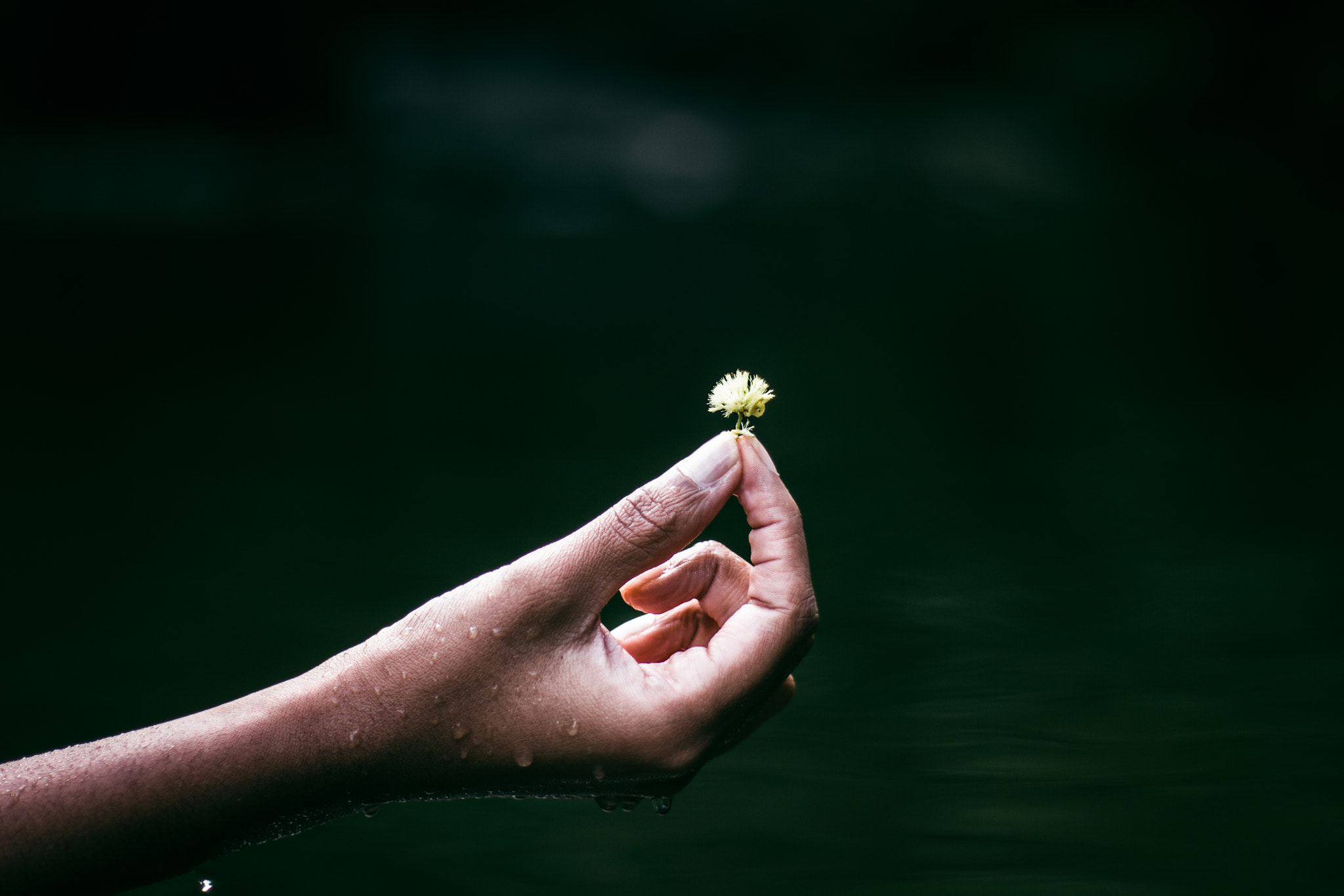 Canon EF 35-80mm f/4-5.6 sample photo. Holding a small flower. photography