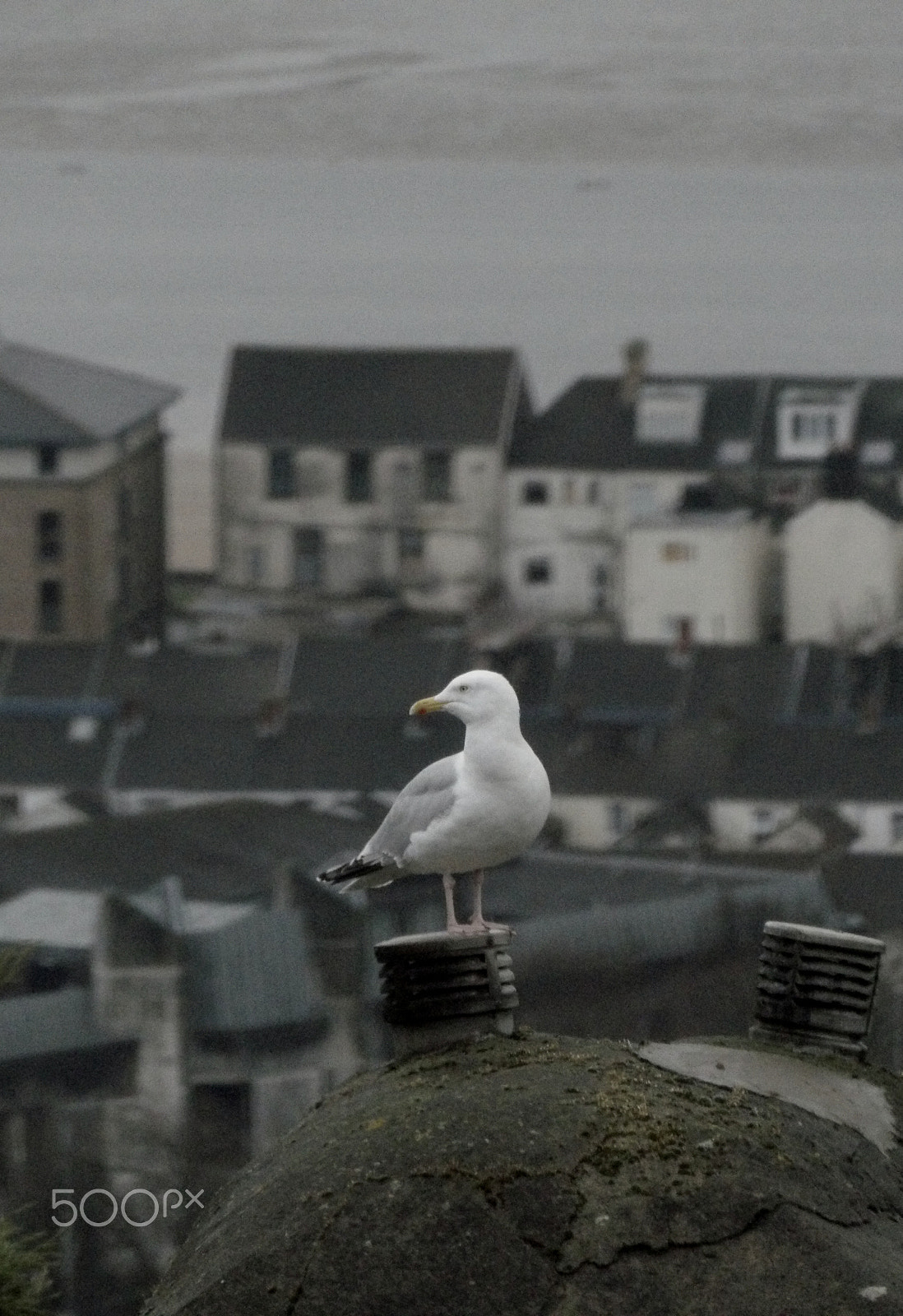 Ricoh PENTAX XG-1 sample photo. A seagull with a view photography