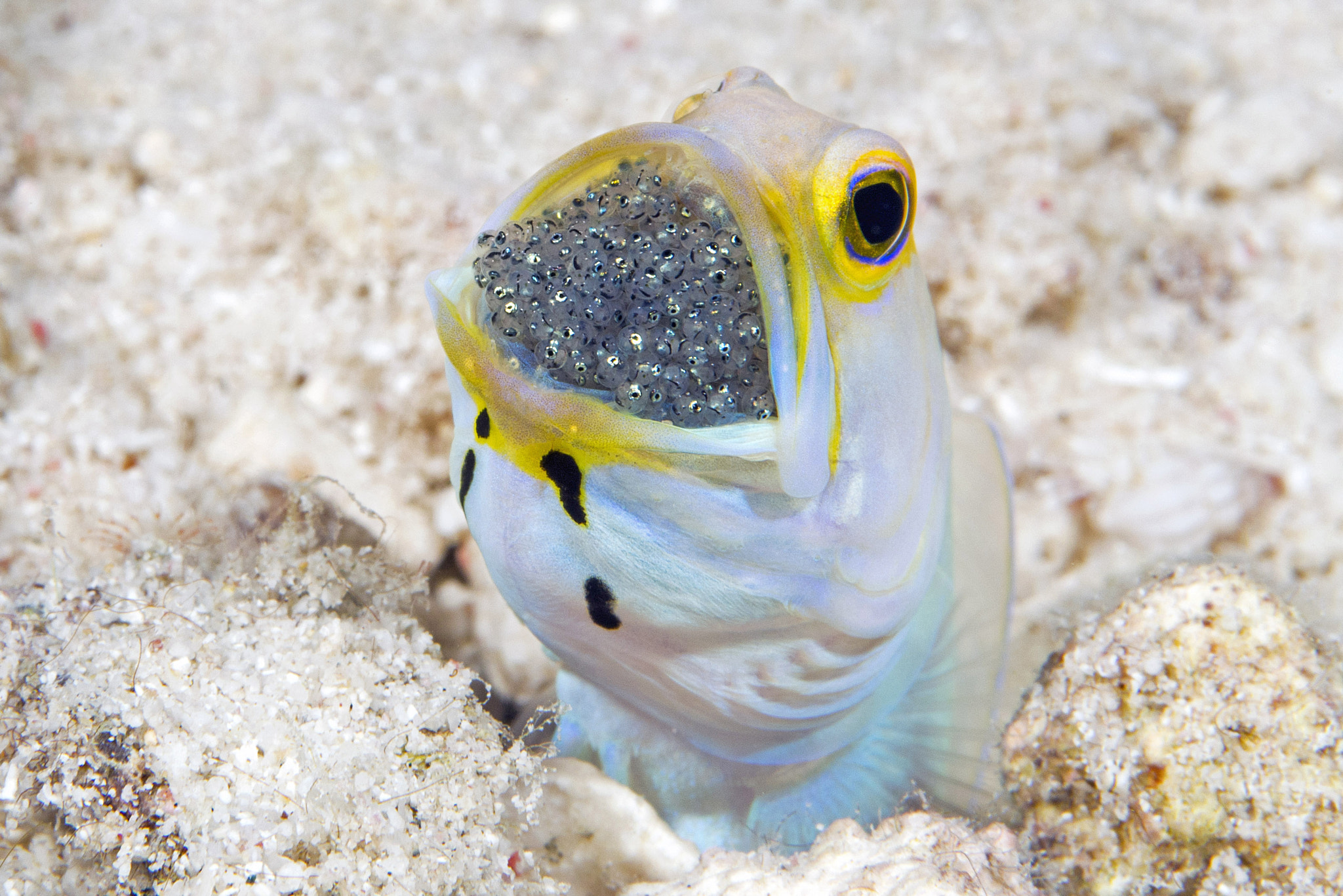 Olympus PEN E-PL5 sample photo. Male jawfish with eggs photography