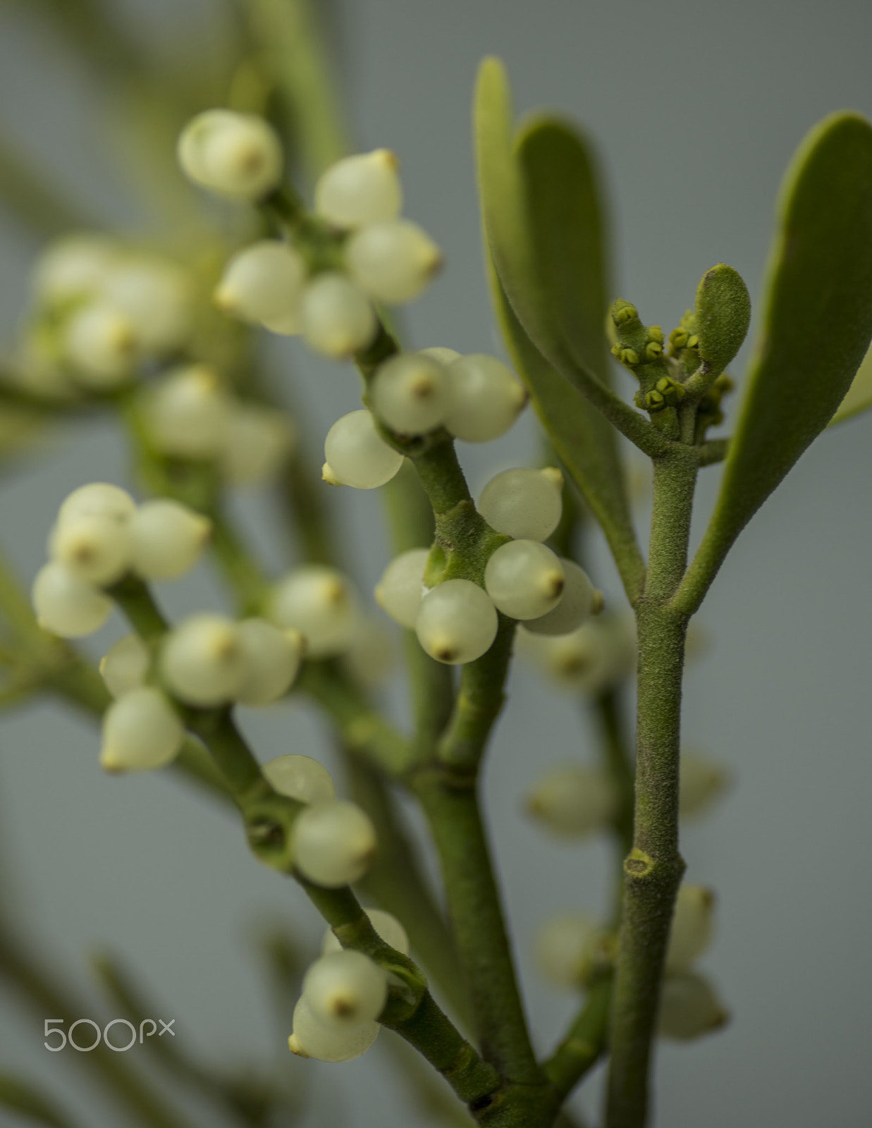 Nikon D810 + Tokina AT-X Pro 100mm F2.8 Macro sample photo. Mistletoe photography