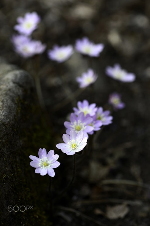 Nikon Df sample photo. Spring picnic of little wild flowers photography