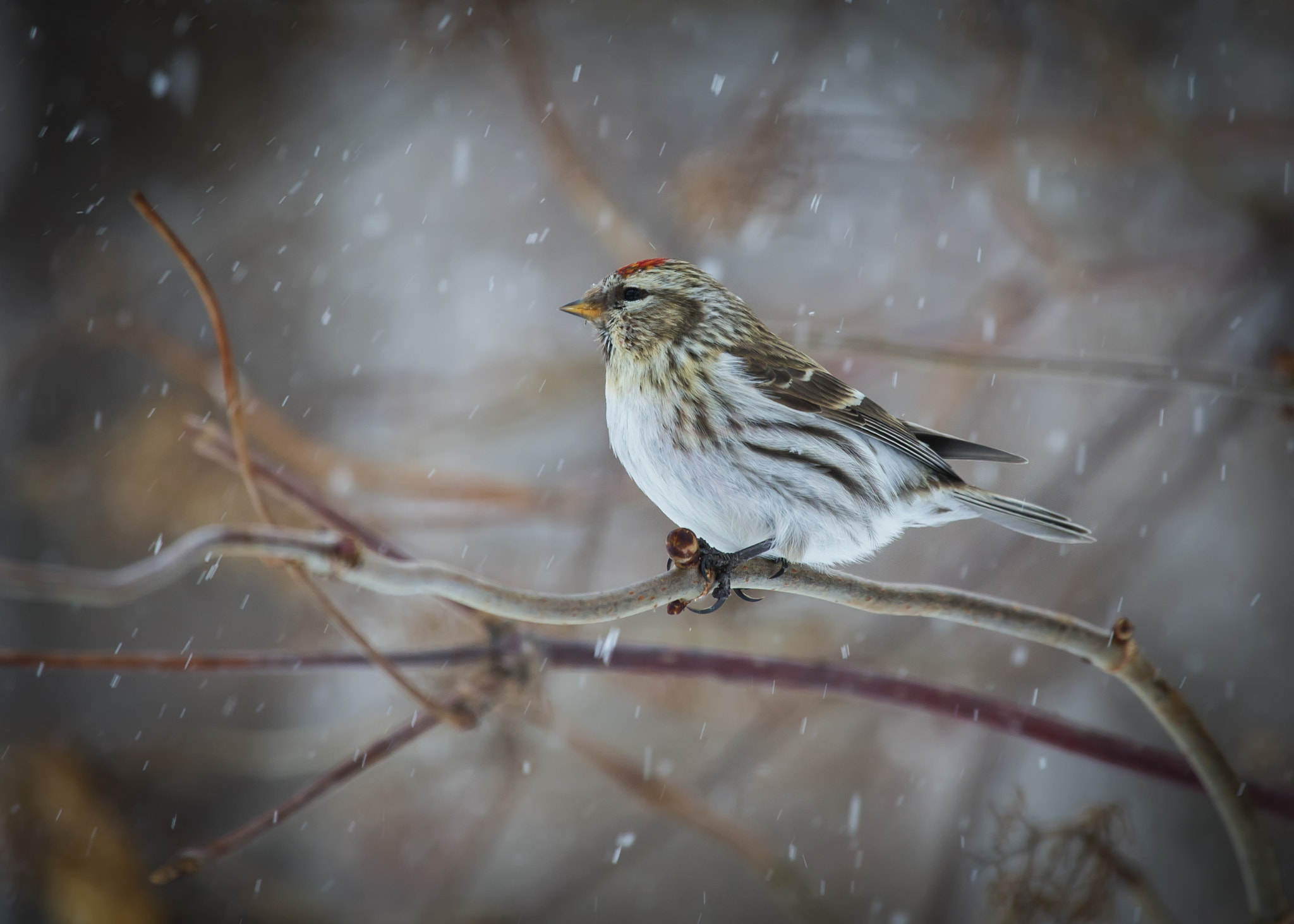 Canon EOS-1D X + Canon EF 100-400mm F4.5-5.6L IS USM sample photo. Common redpoll photography