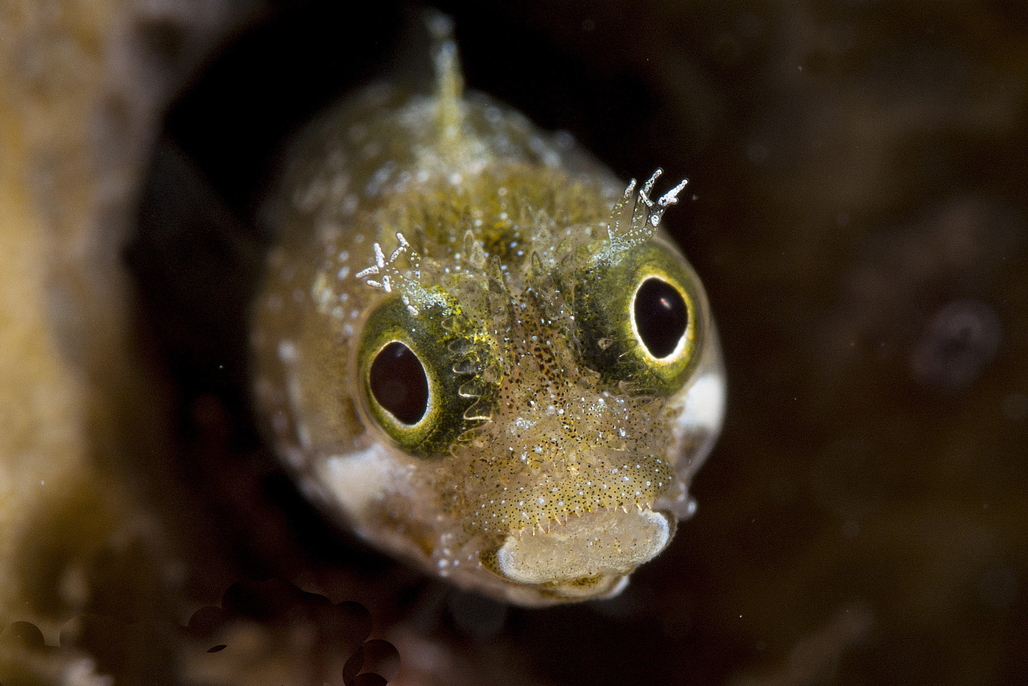 Olympus PEN E-PL5 sample photo. Secretary blenny photography