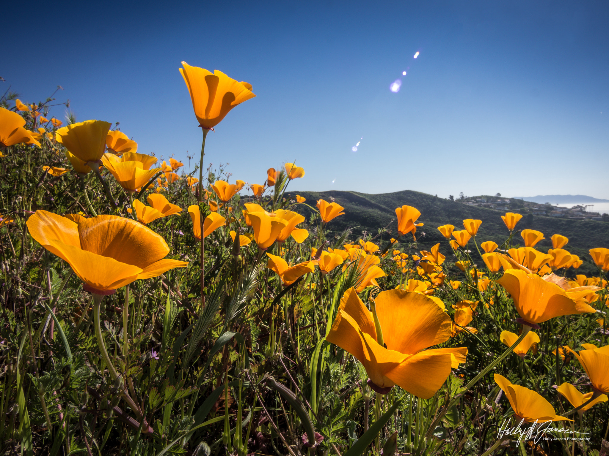 Olympus OM-D E-M5 + Panasonic Lumix G Vario 7-14mm F4 ASPH sample photo. Ventura poppies photography