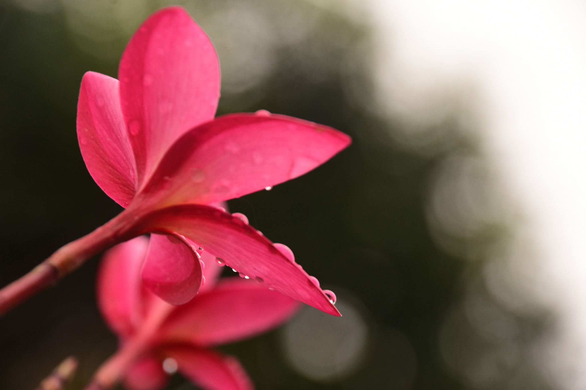 Nikon D7200 sample photo