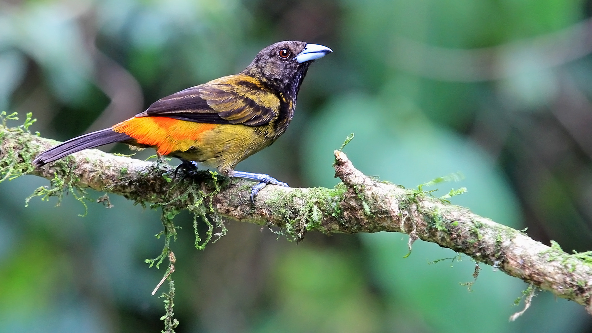 Canon EOS 60D + Canon EF 70-200mm F4L IS USM sample photo. Passerinis tanager / tangara grupiroja photography