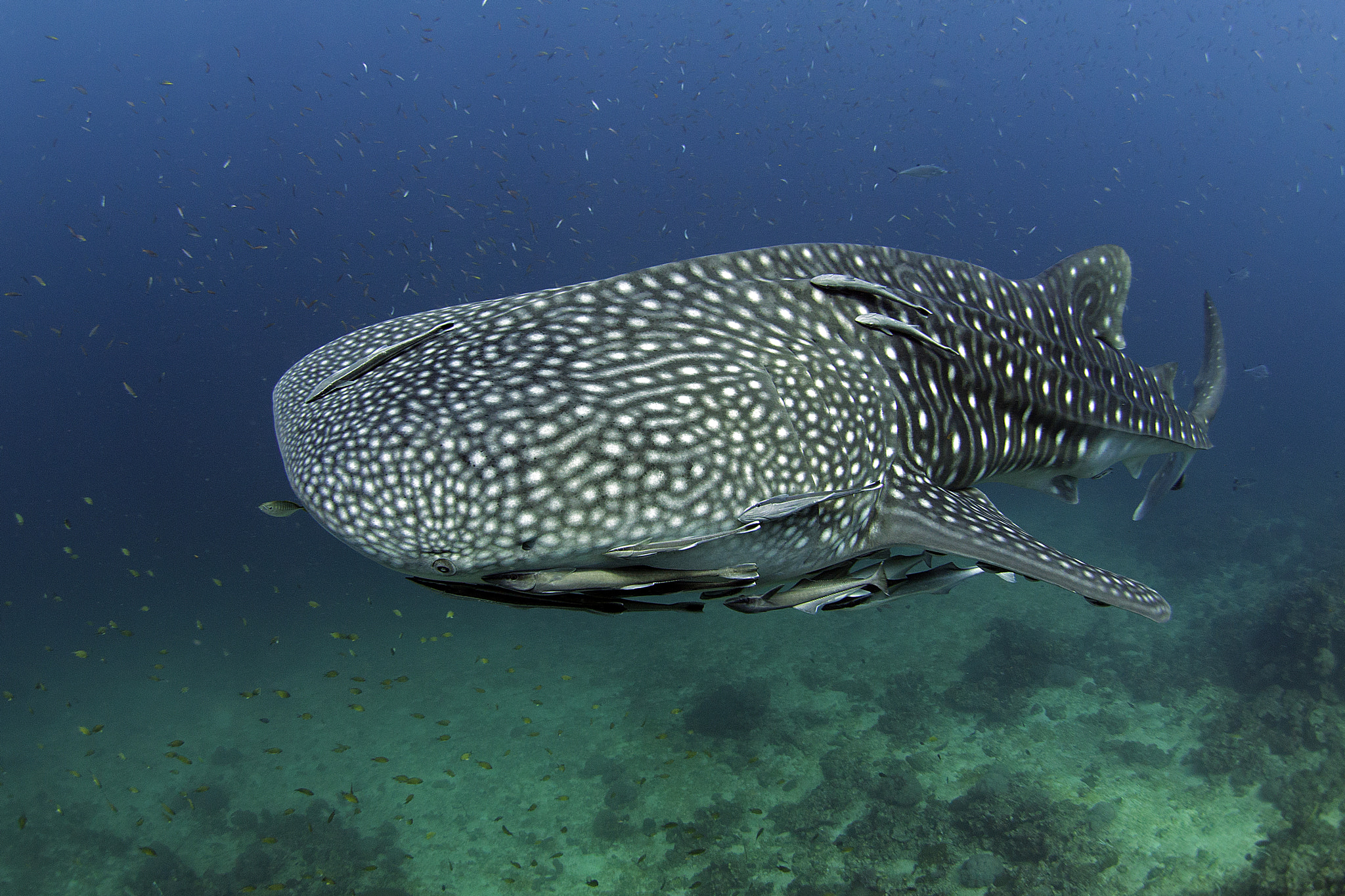 LUMIX G FISHEYE 8/F3.5 sample photo. Whaleshark photography