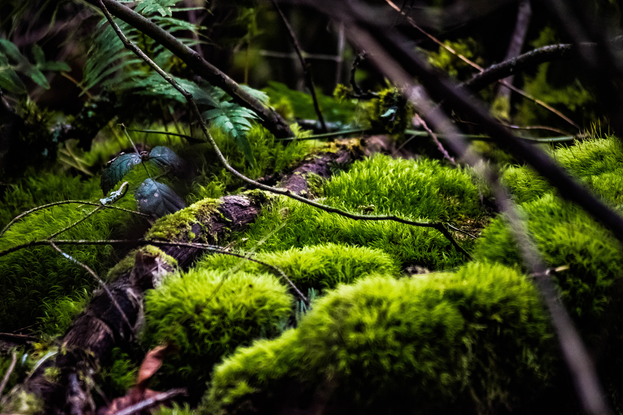 Nikon D5500 sample photo. Greenstumps photography