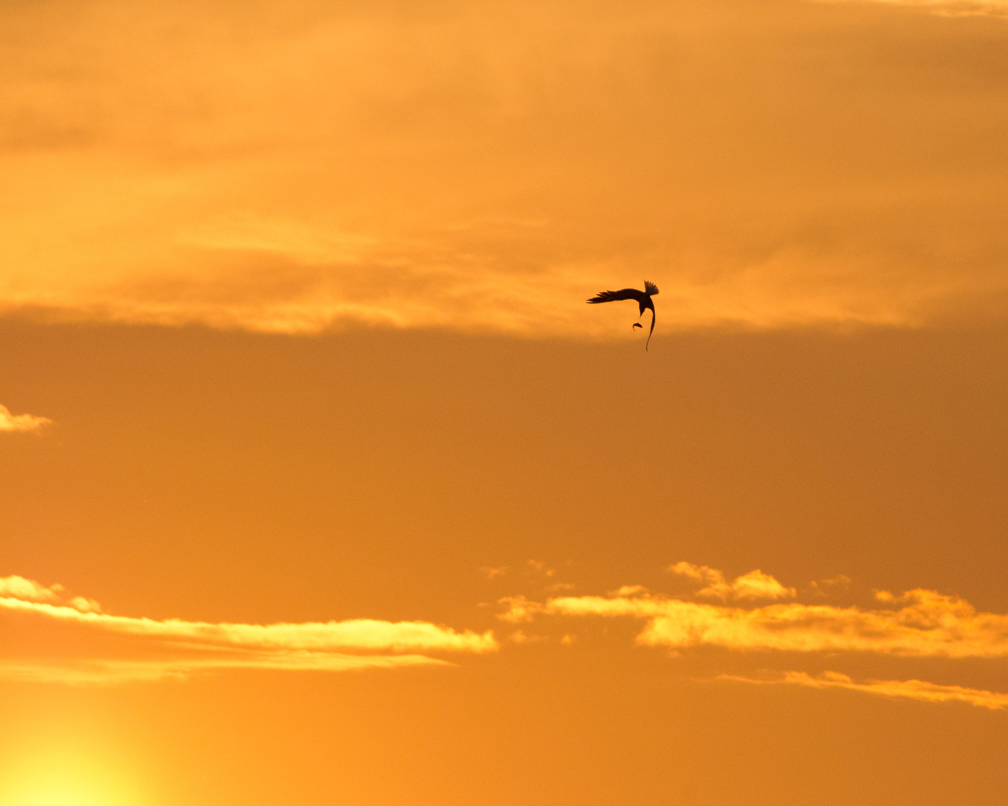 Pentax K-x + smc PENTAX-DA L 55-300mm F4-5.8 ED sample photo. Osprey, and his flying fish dinner... photography