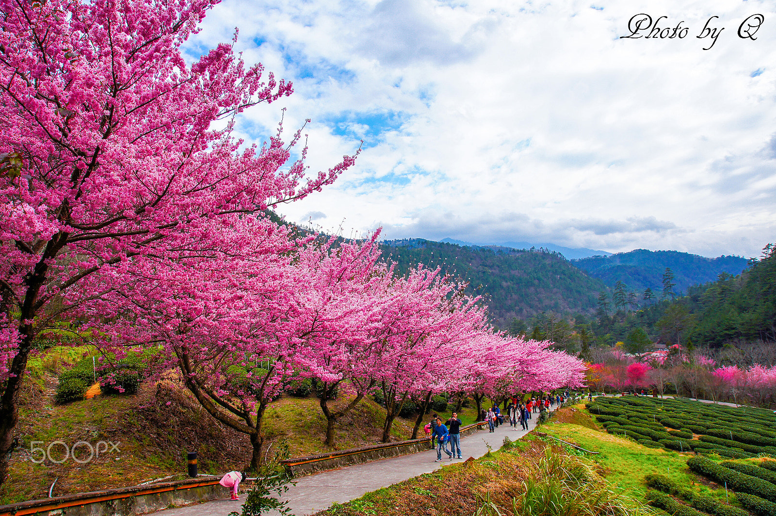 Sony SLT-A55 (SLT-A55V) sample photo. 桜の花見＠台湾 photography