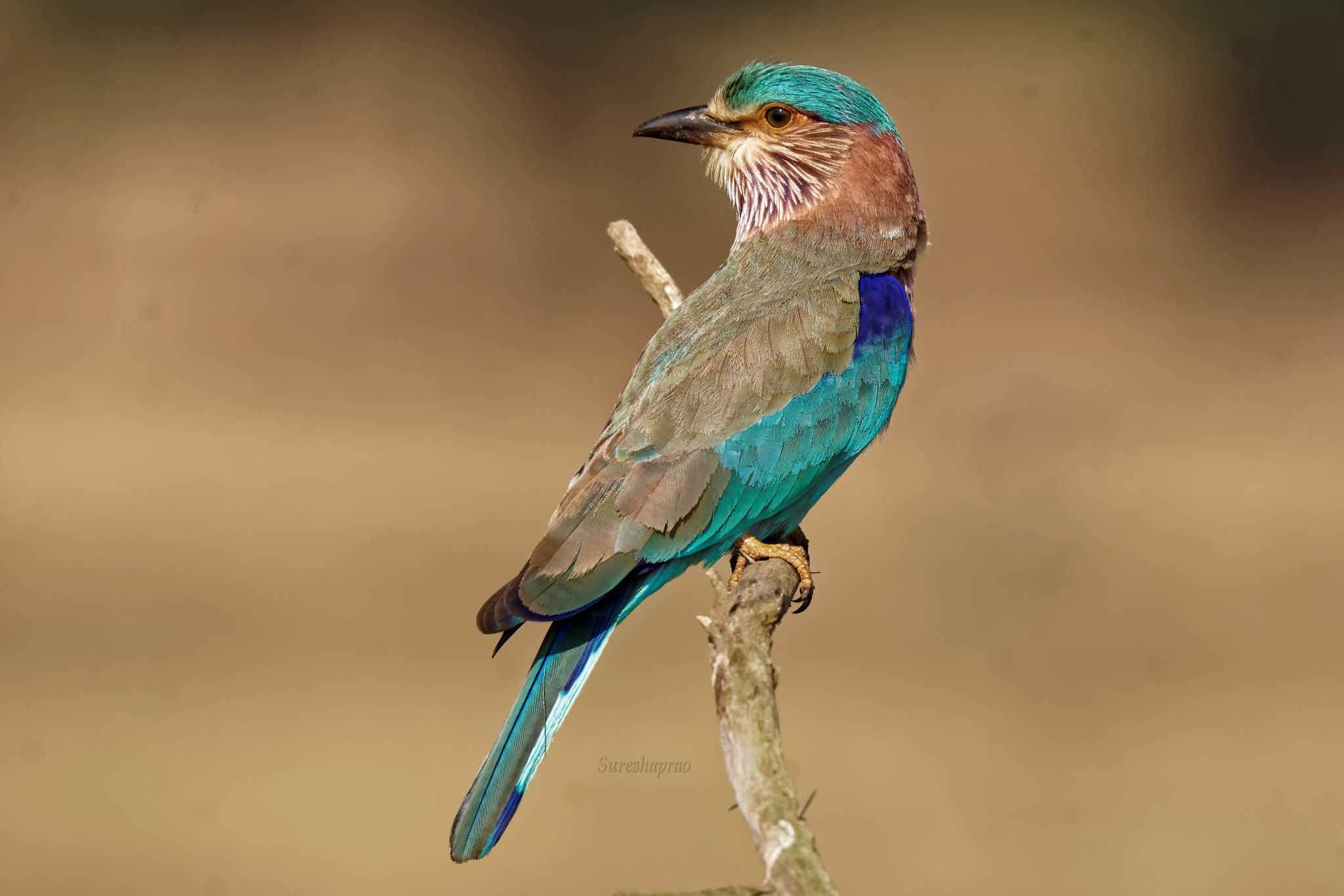 Sony ILCA-77M2 + Tamron SP 150-600mm F5-6.3 Di VC USD sample photo. Indian roller photography