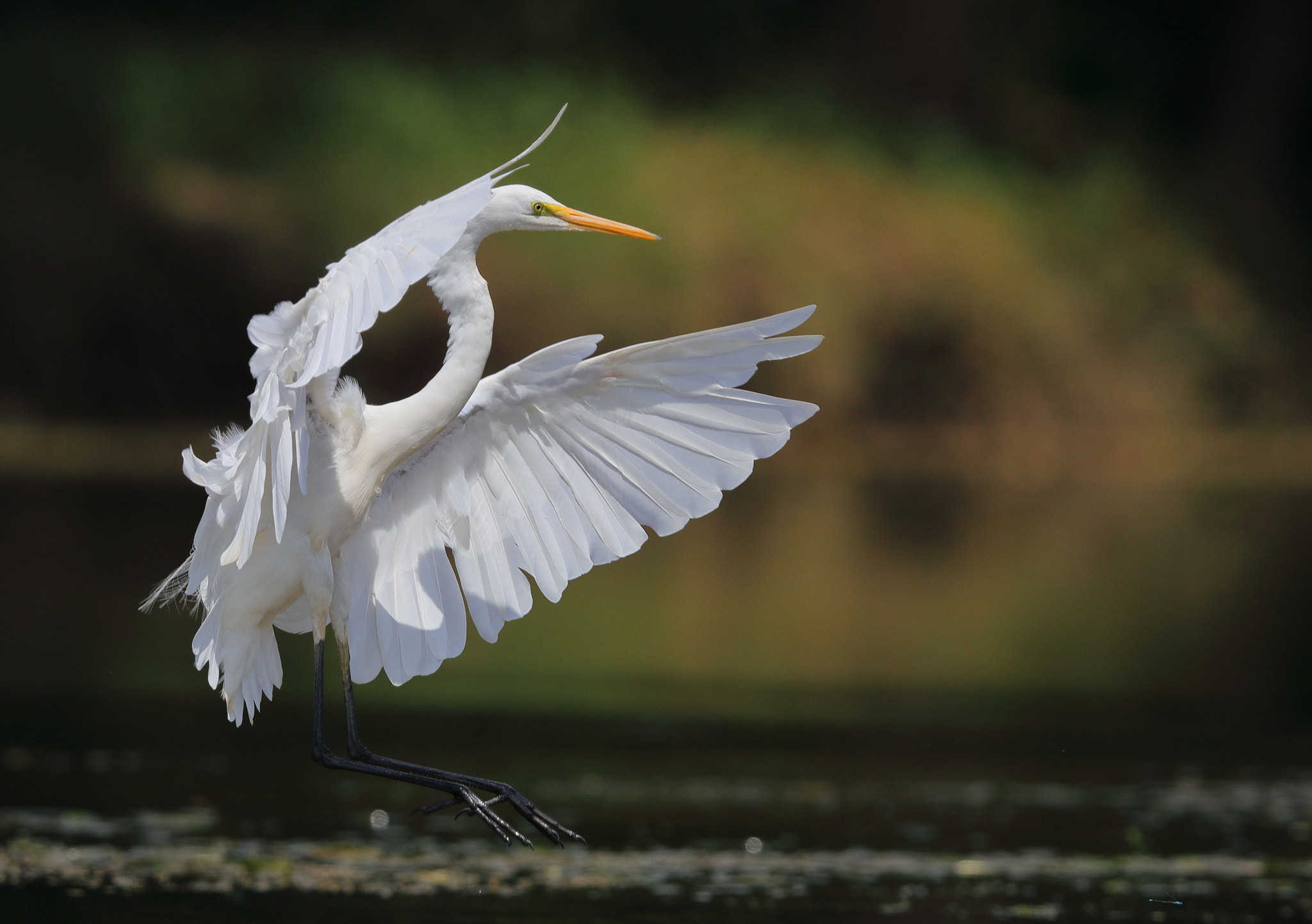 Canon EOS-1D X Mark II + Canon EF 400mm F2.8L IS II USM sample photo. Landing photography