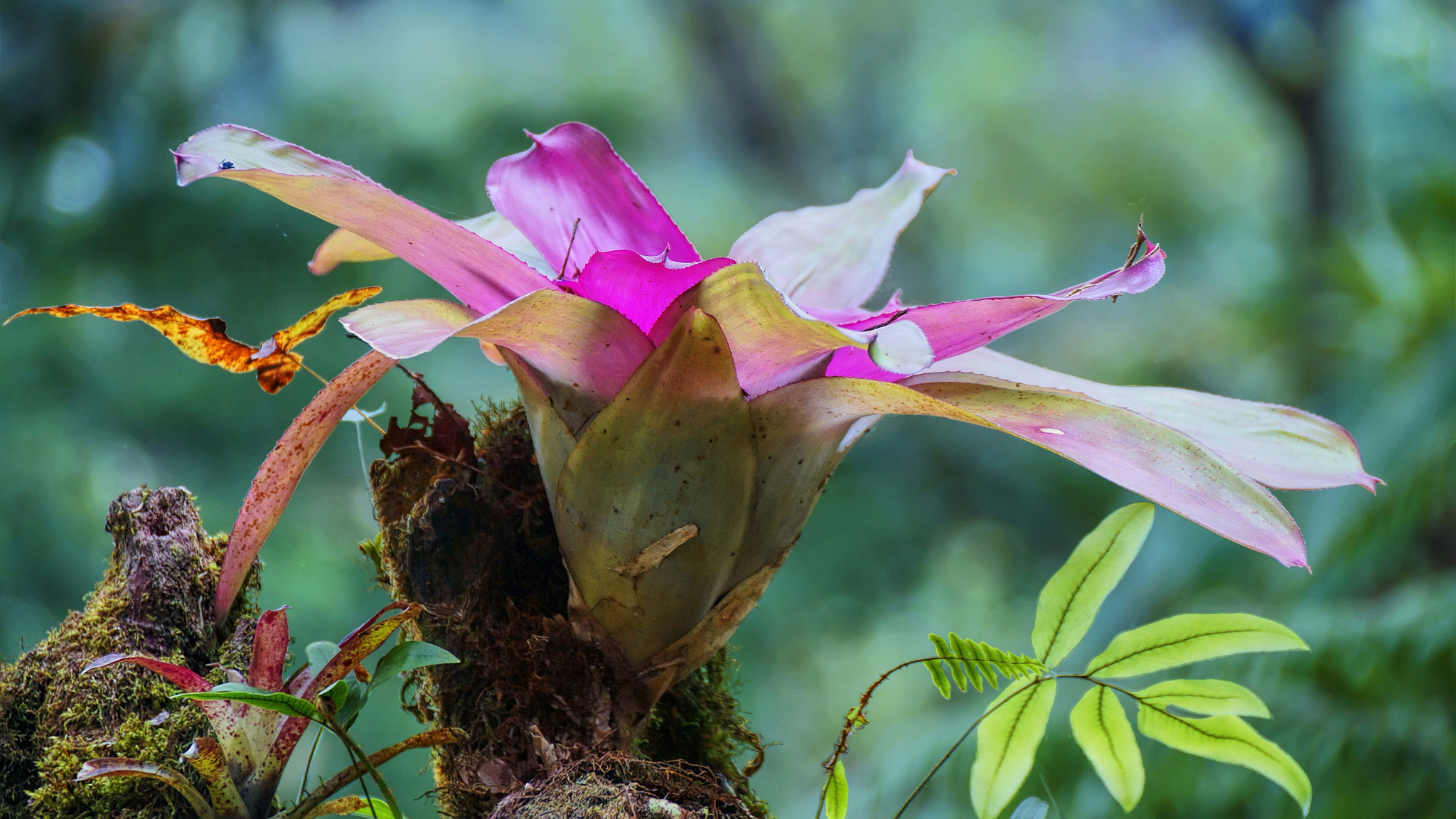 Sony DT 18-250mm F3.5-6.3 sample photo. Bromelia in the mountain range, costa rica photography