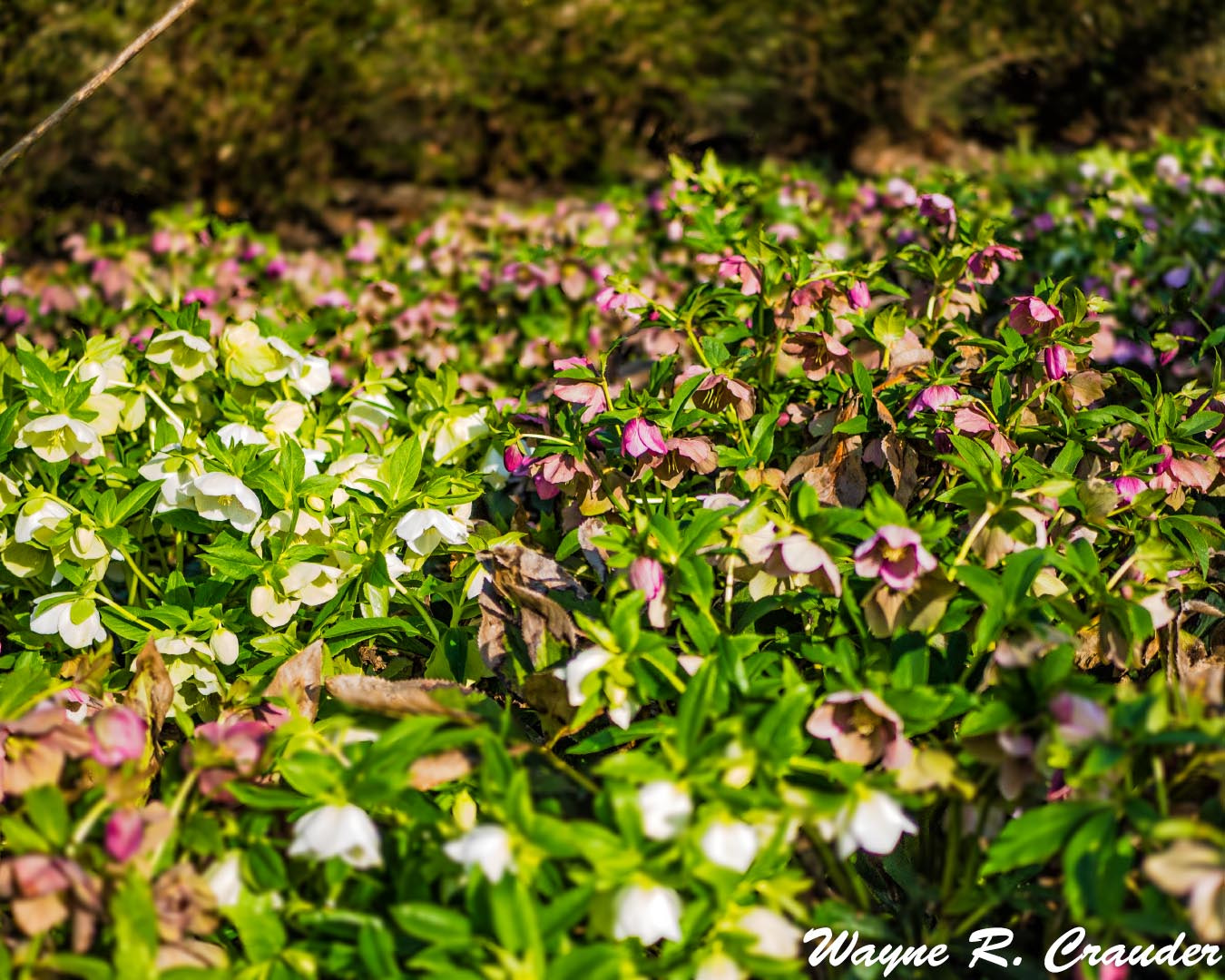 Panasonic Lumix DMC-GF5 + LUMIX G 25/F1.7 sample photo. Bernheim march photography