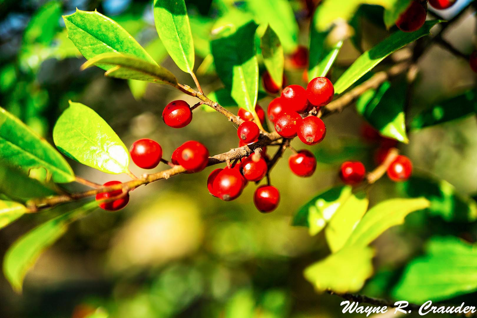 Panasonic Lumix DMC-GF5 + LUMIX G 25/F1.7 sample photo. Bernheim march photography
