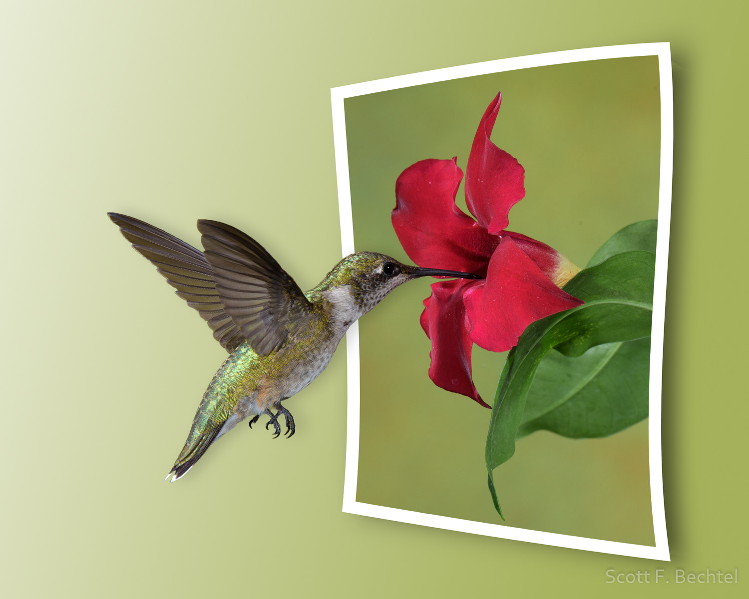 Nikon D810 sample photo. Ruby-throated hummingbird photography