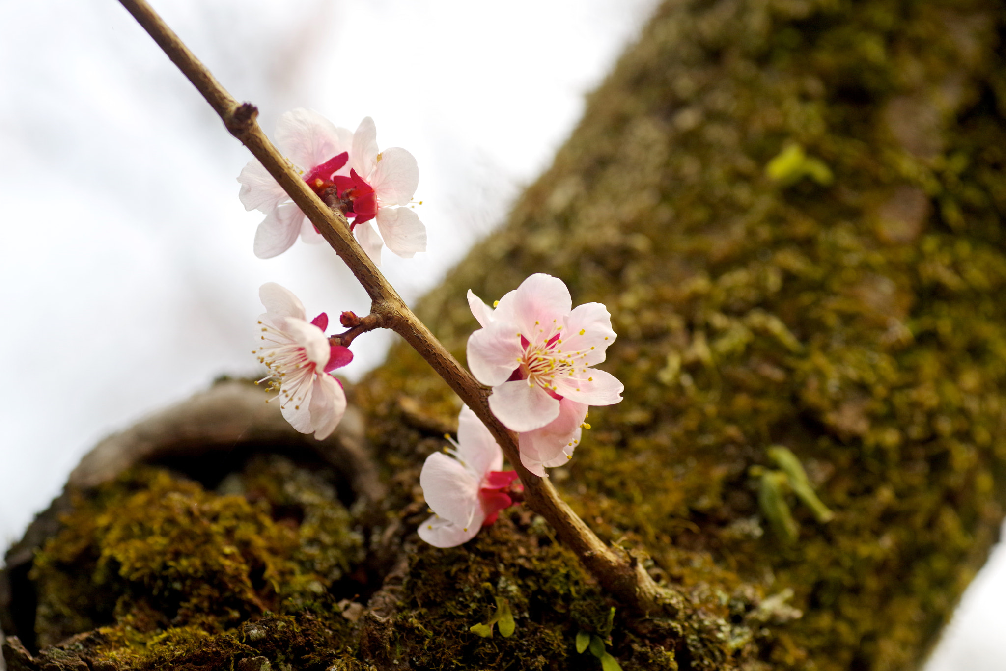 Pentax K-1 + Tamron SP AF 90mm F2.8 Di Macro sample photo. Ume photography