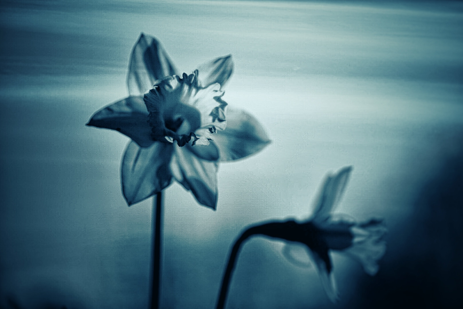 Sony a7R II + Sony FE 90mm F2.8 Macro G OSS sample photo. Daffodils at dusk photography