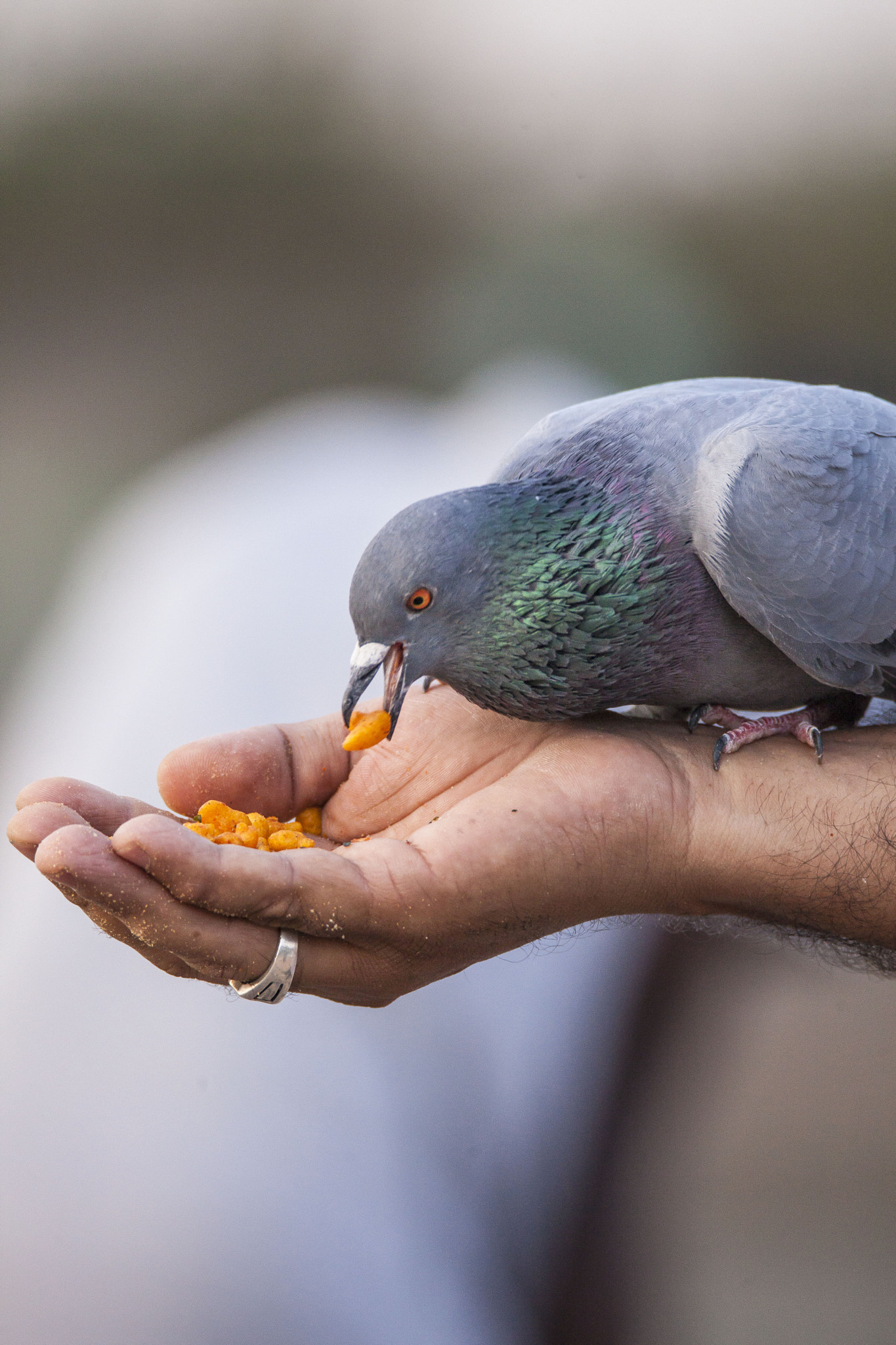 Tamron SP 150-600mm F5-6.3 Di VC USD sample photo. Yummy breakfast! :) photography