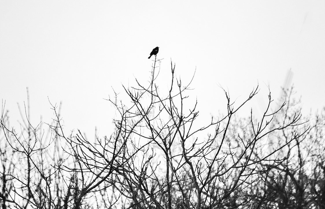 Canon EF-S 55-250mm F4-5.6 IS sample photo. Desolate photography