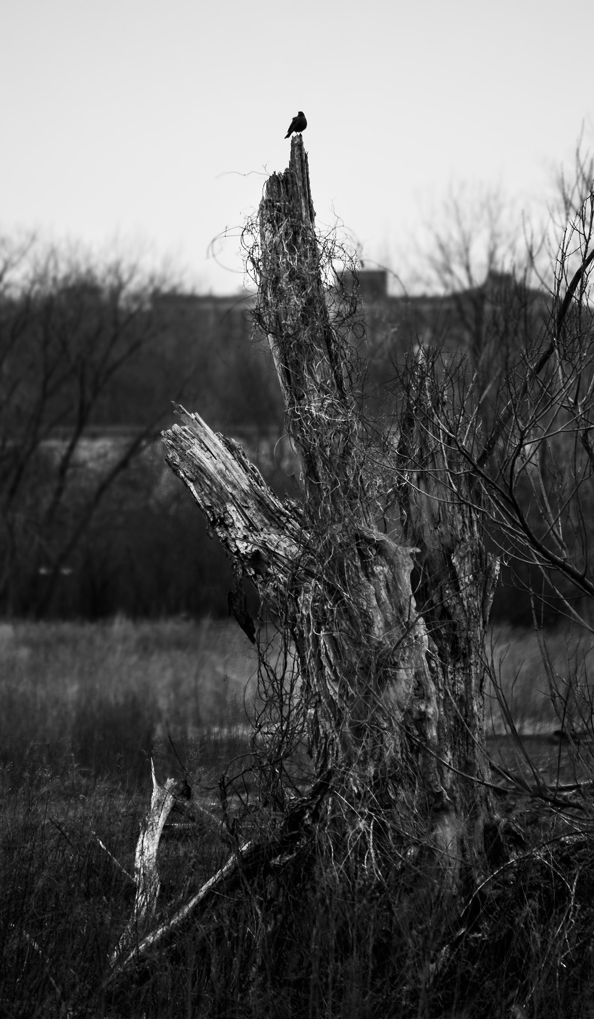 Canon EF-S 55-250mm F4-5.6 IS sample photo. Unidentified photography