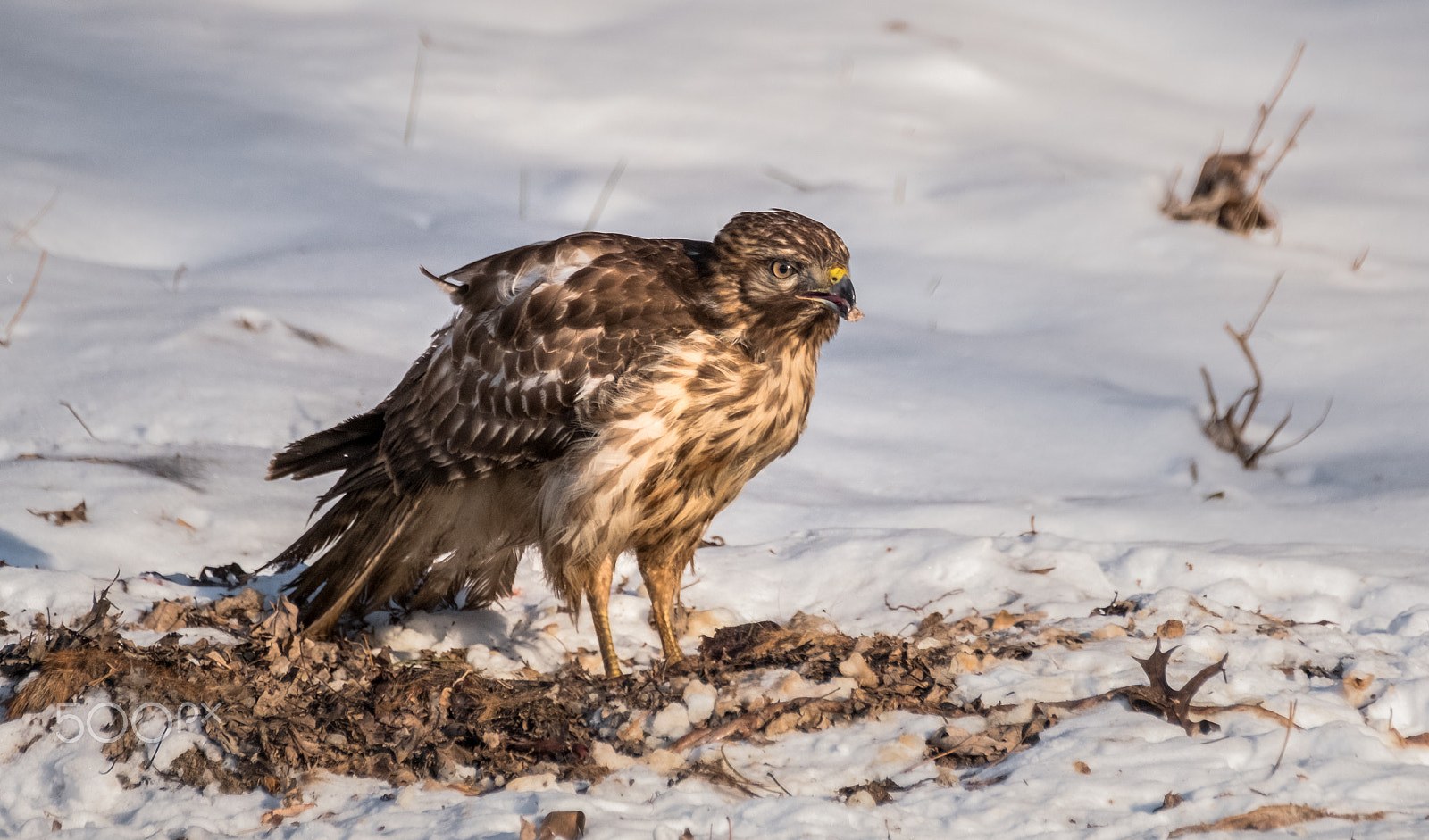 Fujifilm XF 100-400mm F4.5-5.6 R LM OIS WR sample photo. Red shouldered hawk dinner photography