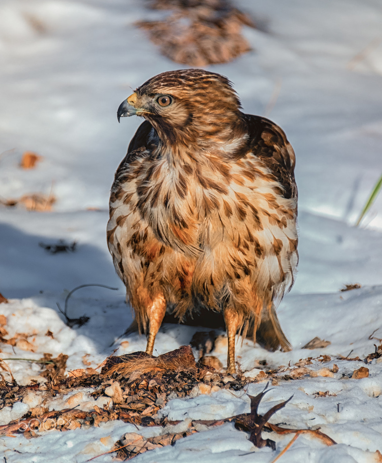 Fujifilm XF 100-400mm F4.5-5.6 R LM OIS WR sample photo. Red shouldered hawk dinner photography