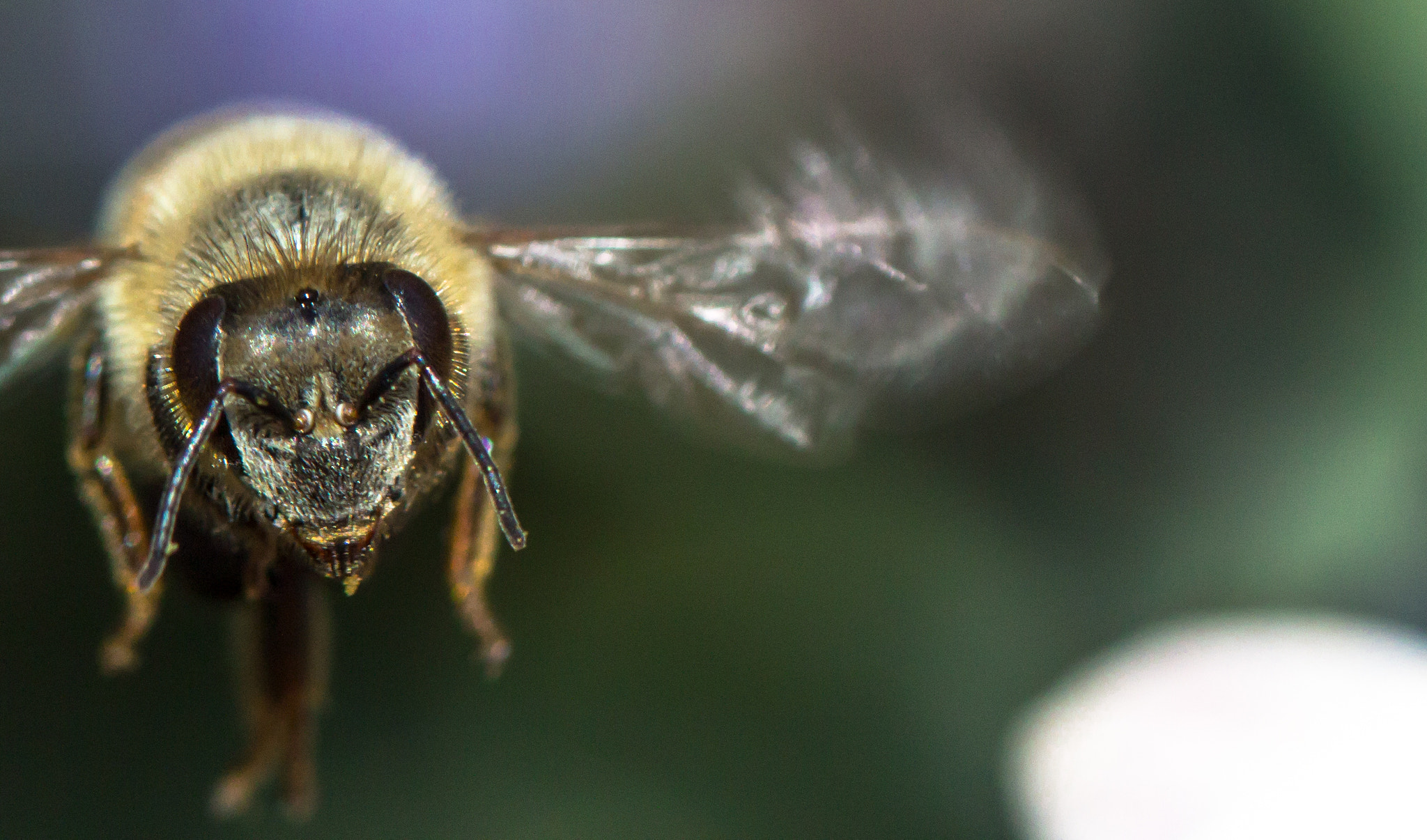 Canon EF 100mm F2.8 Macro USM sample photo. Take-off photography